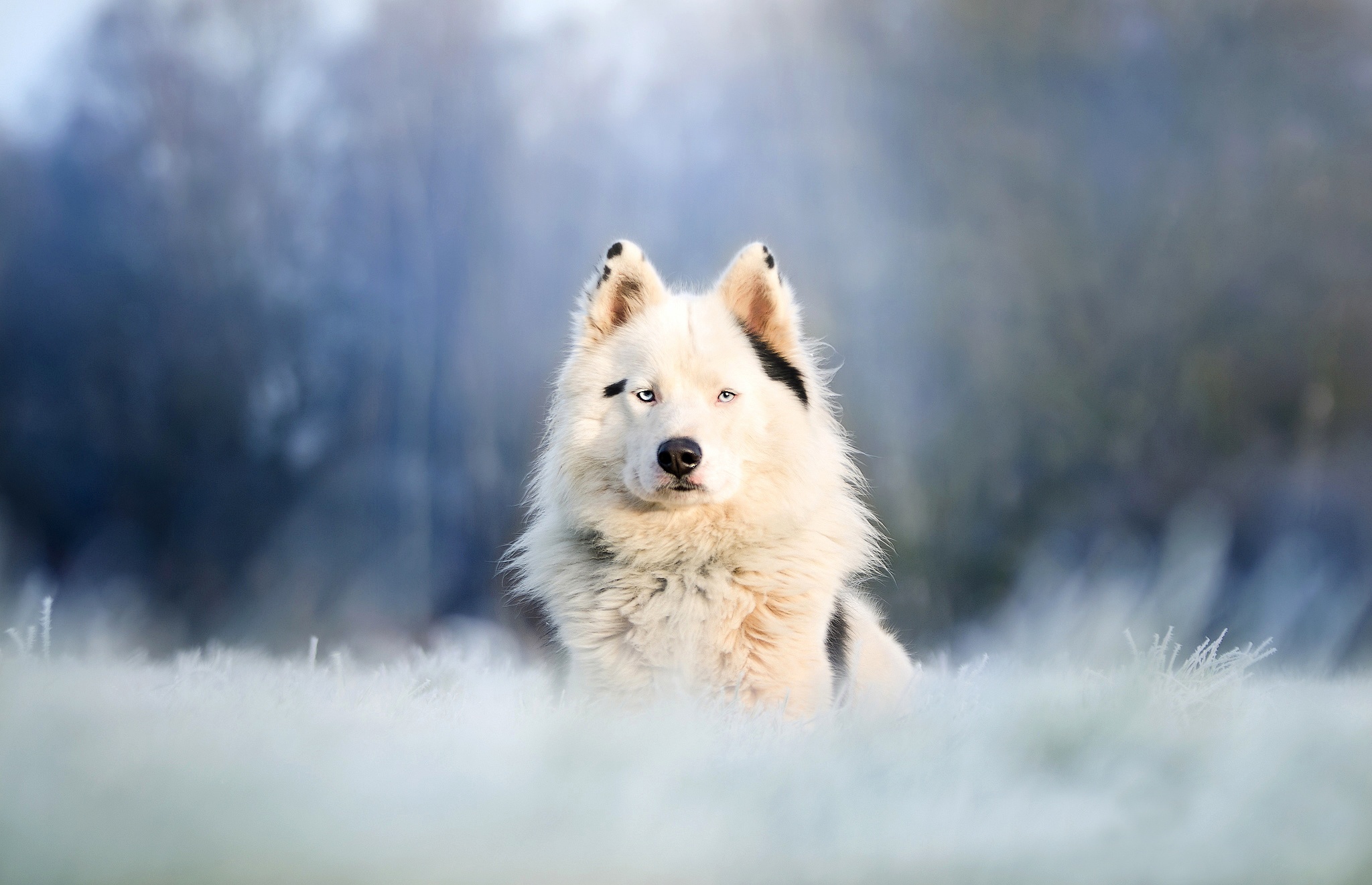 Free download wallpaper Dogs, Dog, Animal, Depth Of Field on your PC desktop