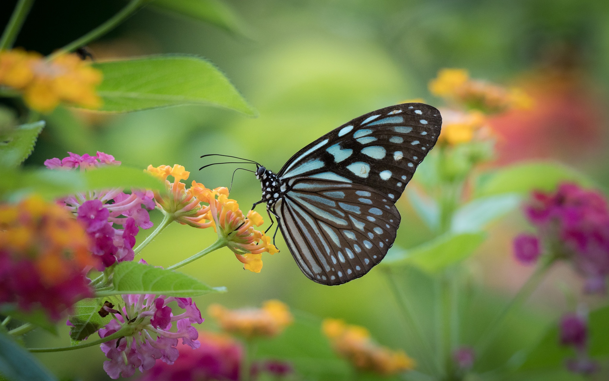 Laden Sie das Tiere, Schmetterlinge, Blume, Makro, Insekt-Bild kostenlos auf Ihren PC-Desktop herunter