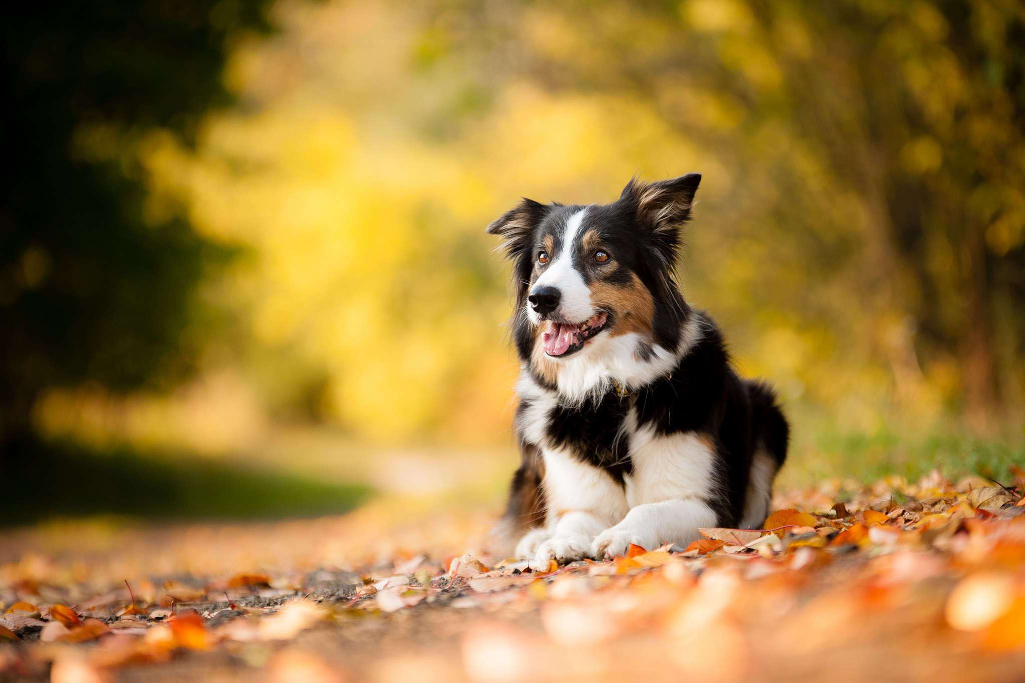 PCデスクトップに動物, 秋, 葉, 犬, ぼかし画像を無料でダウンロード