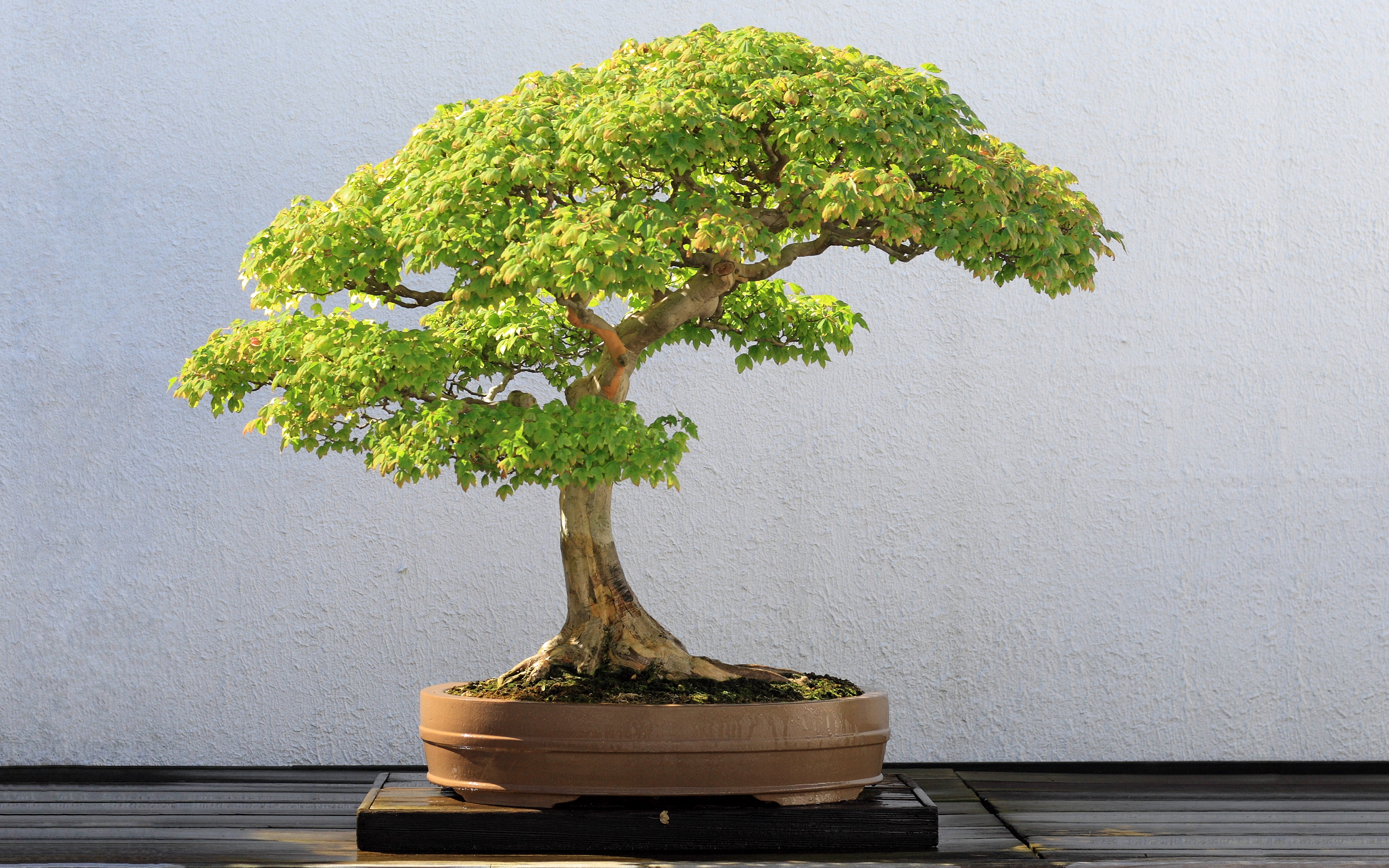 177027 baixar papel de parede bonsai, terra/natureza - protetores de tela e imagens gratuitamente