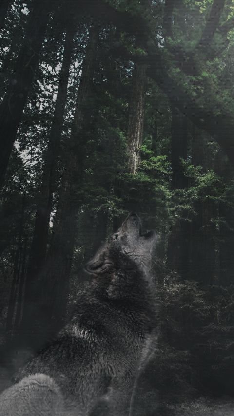 Download mobile wallpaper Forest, Tree, Wolf, Animal, Howling, Manipulation, Wolves for free.