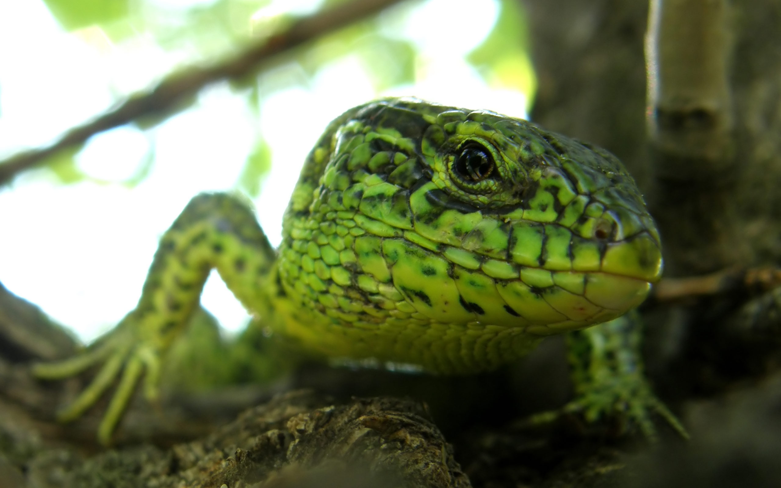 Descarga gratuita de fondo de pantalla para móvil de Lagarto, Reptiles, Animales.