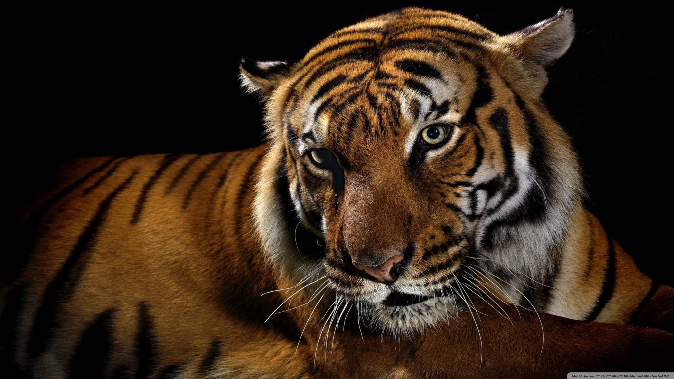 Laden Sie das Tiere, Tiger-Bild kostenlos auf Ihren PC-Desktop herunter