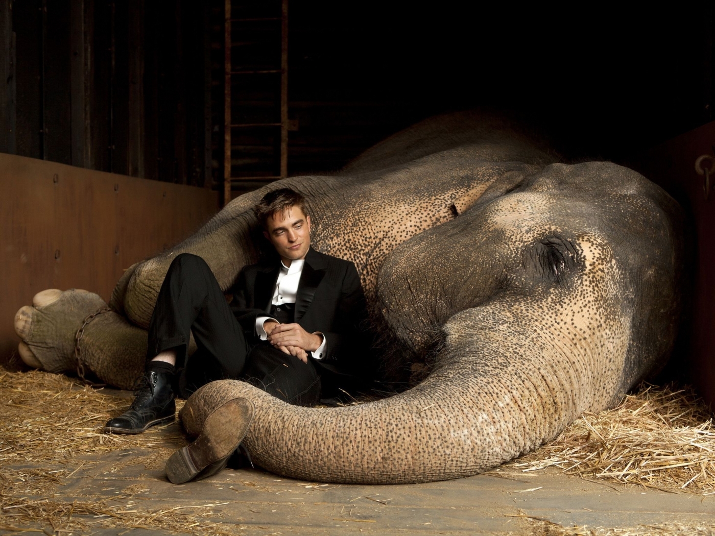 Free download wallpaper Animals, People, Men, Elephants, Robert Pattinson, Actors, Cinema on your PC desktop