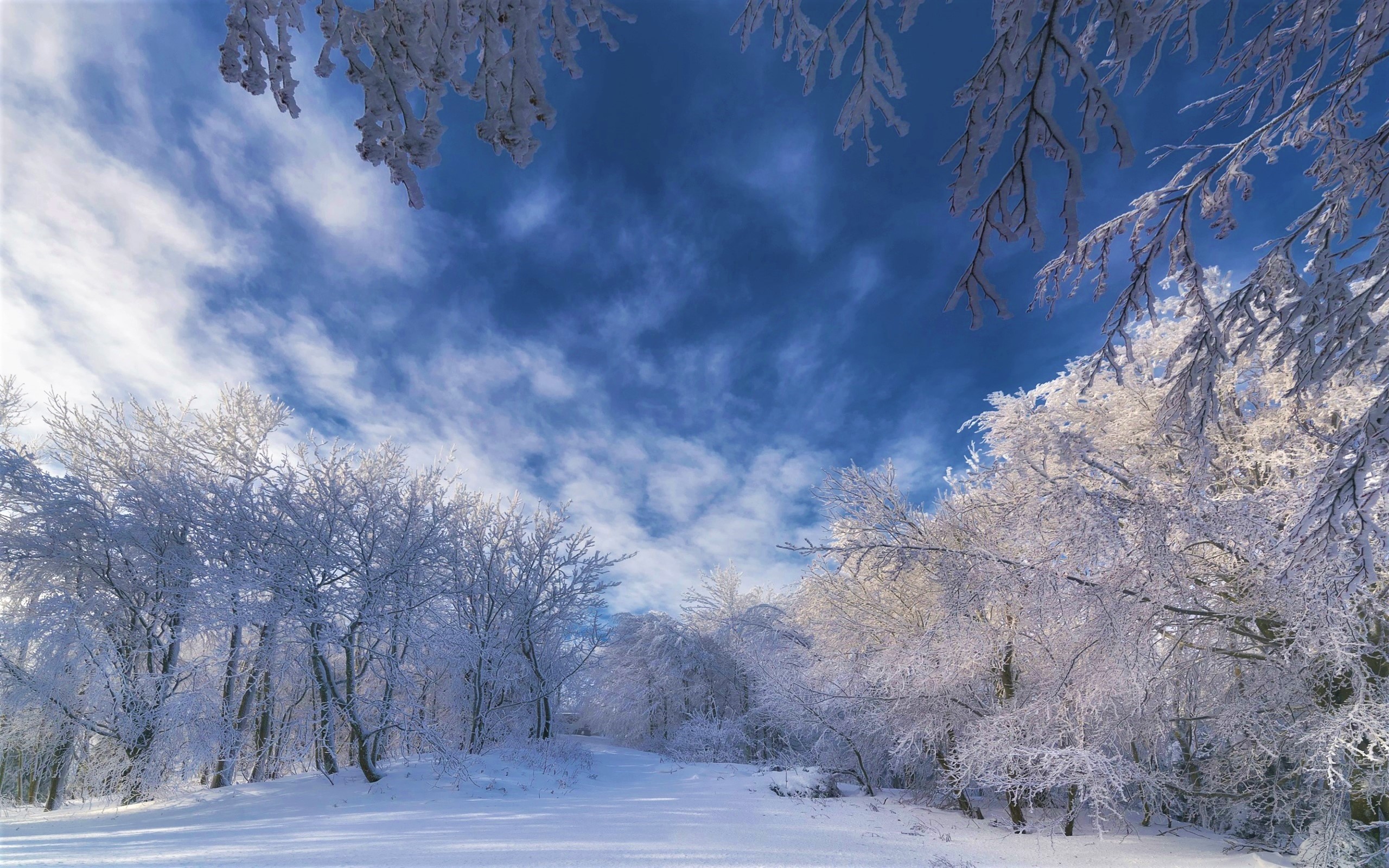 Download mobile wallpaper Winter, Snow, Forest, Earth for free.