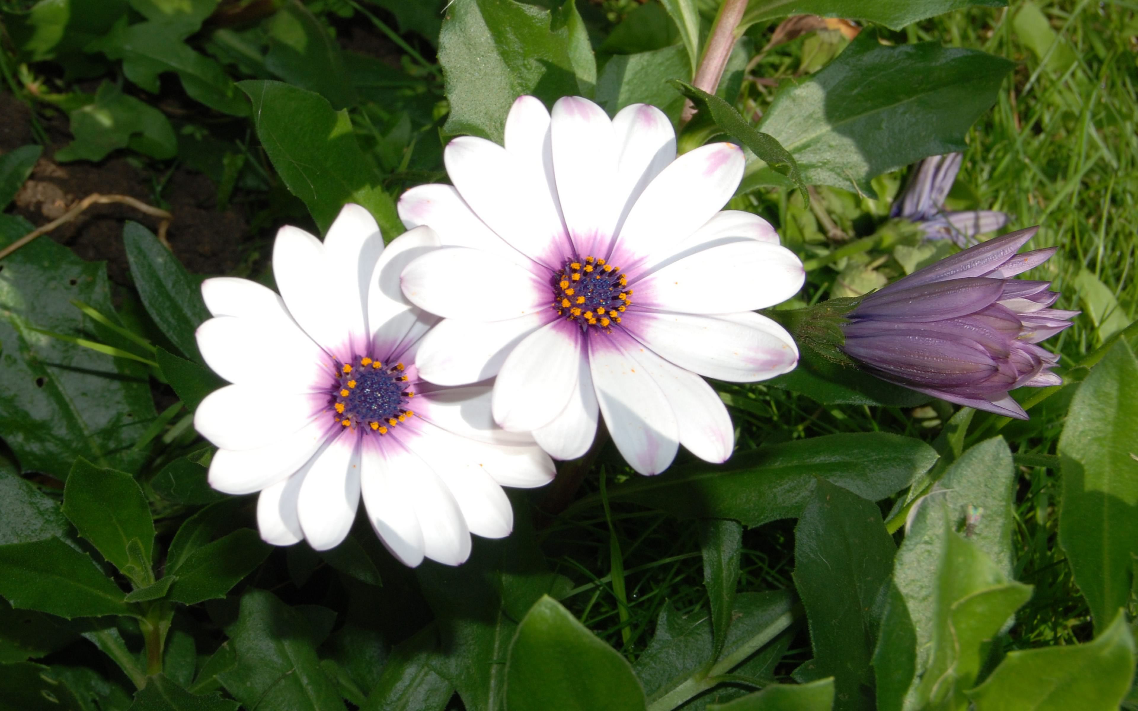 Free download wallpaper Nature, Flower, Earth, Daisy, African Daisy, White Flower on your PC desktop