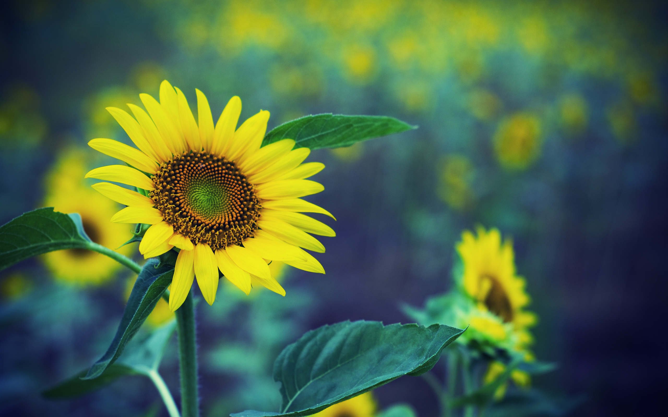 Download mobile wallpaper Sunflower, Flowers, Earth for free.