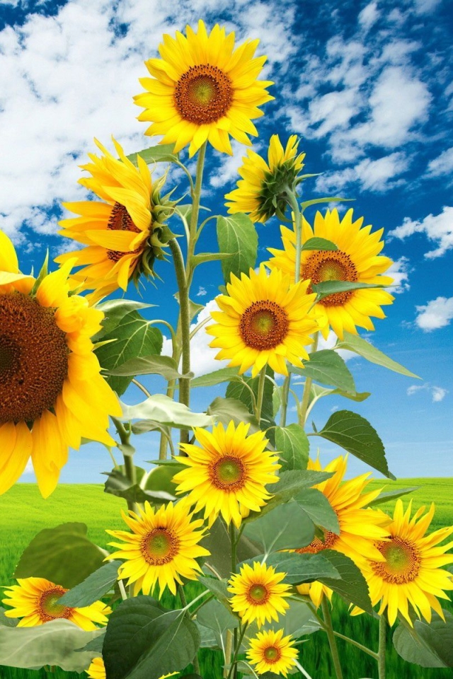 Descarga gratuita de fondo de pantalla para móvil de Naturaleza, Flores, Flor, Primavera, Girasol, Tierra/naturaleza.