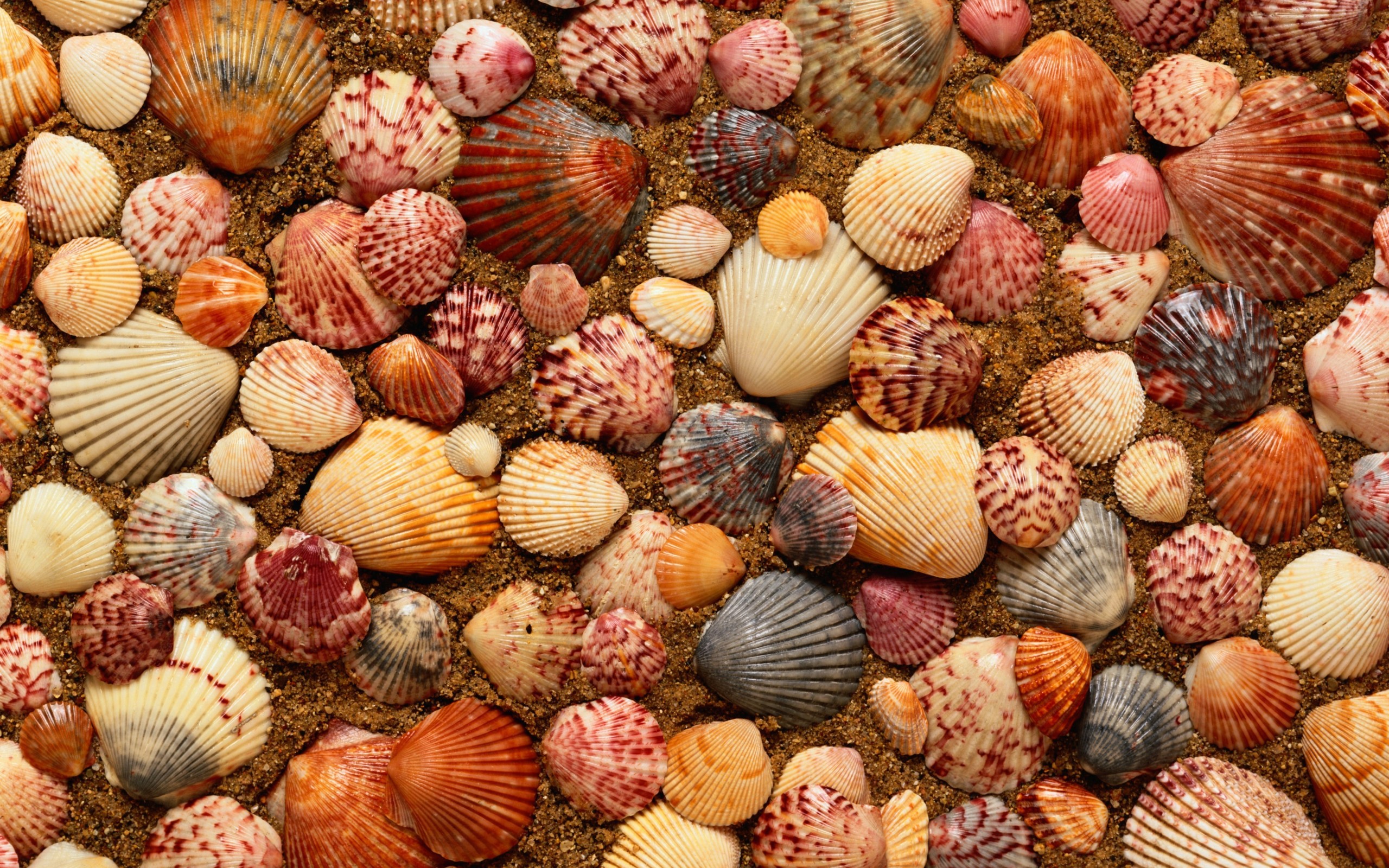 shells, background, orange
