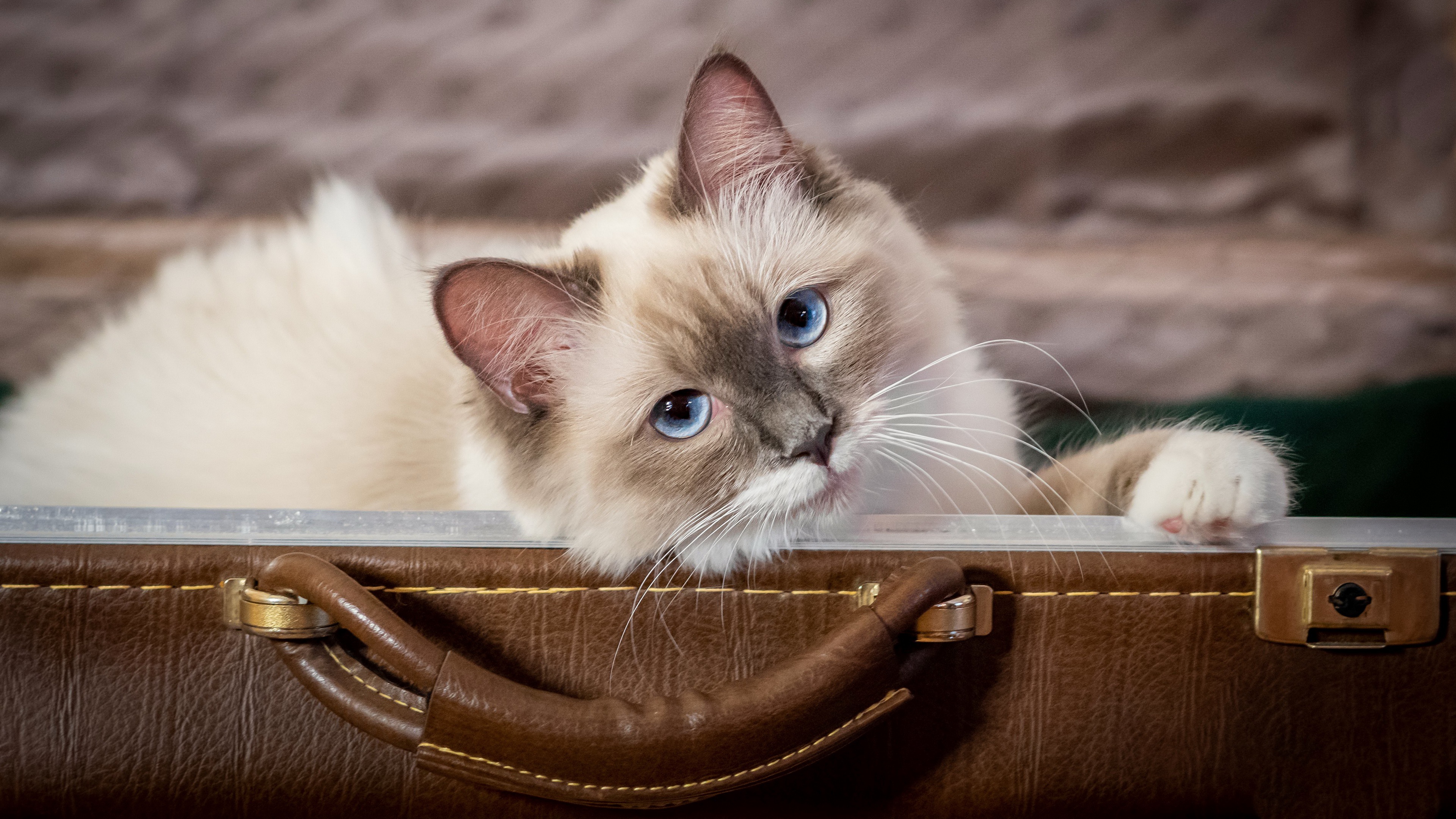 Baixe gratuitamente a imagem Animais, Gatos, Gato, Olhar Fixamente na área de trabalho do seu PC