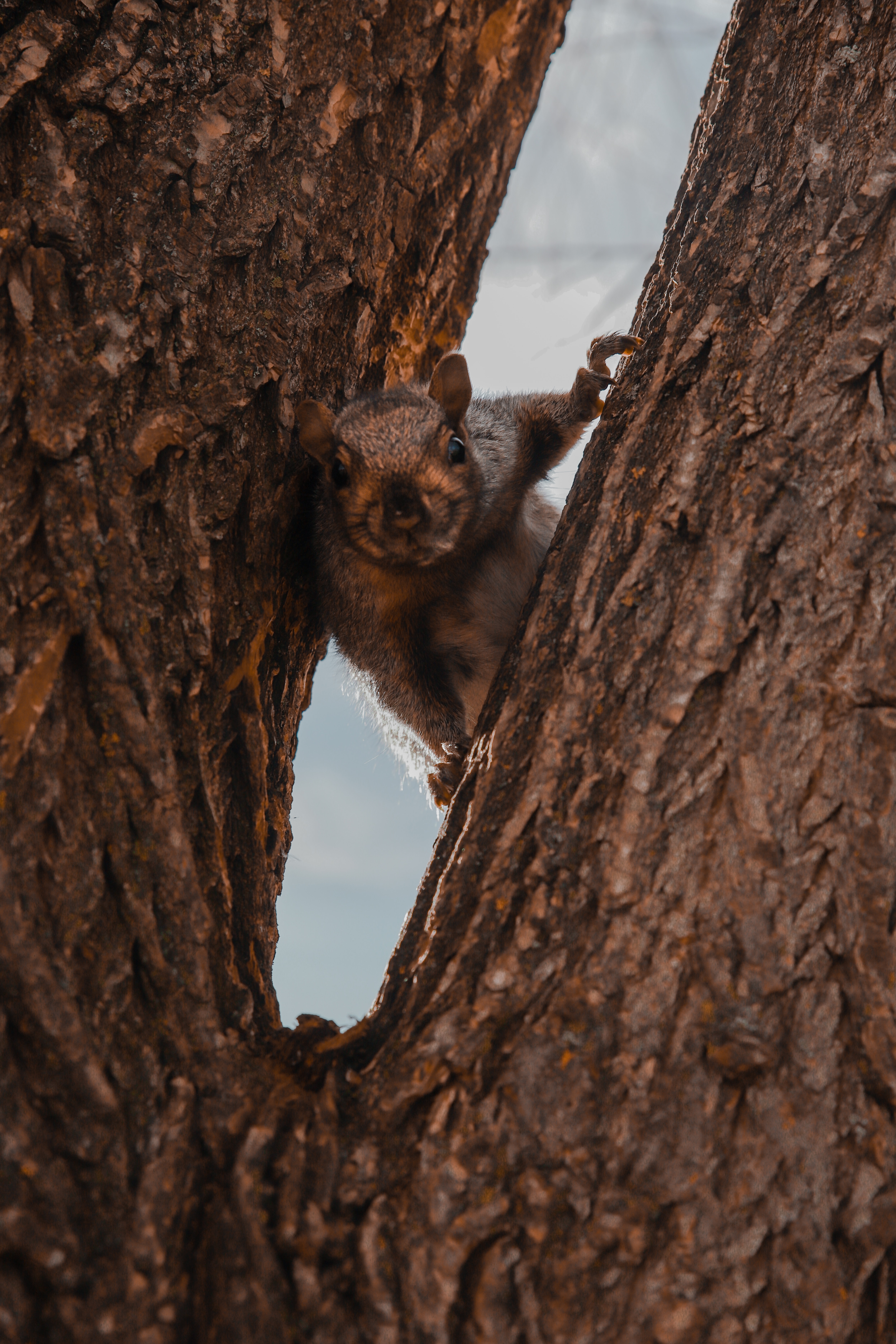 Download mobile wallpaper Wood, Tree, Animals, Animal, Brown, Squirrel for free.