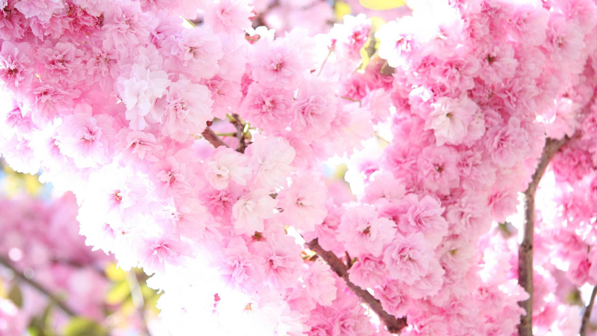 PCデスクトップに咲く, 工場, 開花, フラワーズ, 植物, 春画像を無料でダウンロード