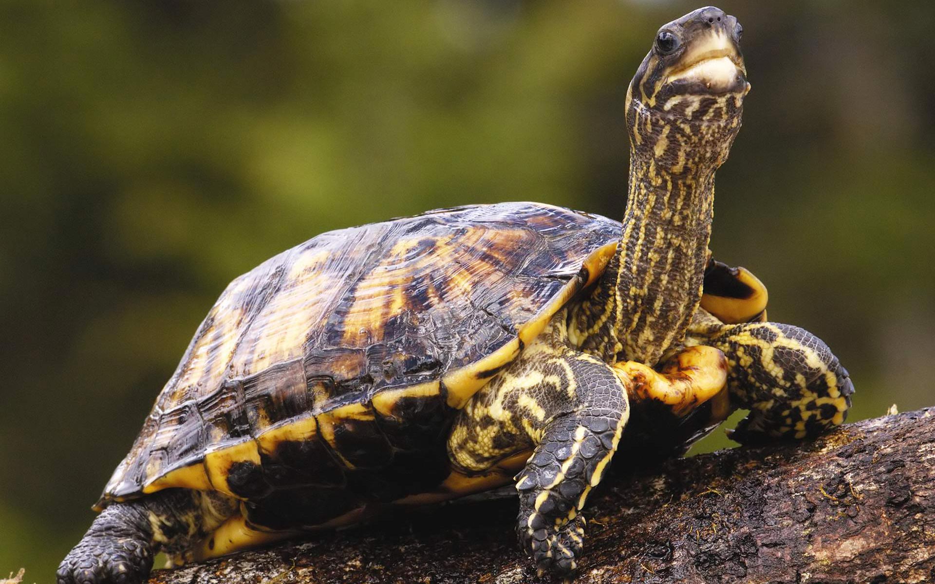 Free download wallpaper Turtles, Close Up, Animal, Reptile, Turtle on your PC desktop