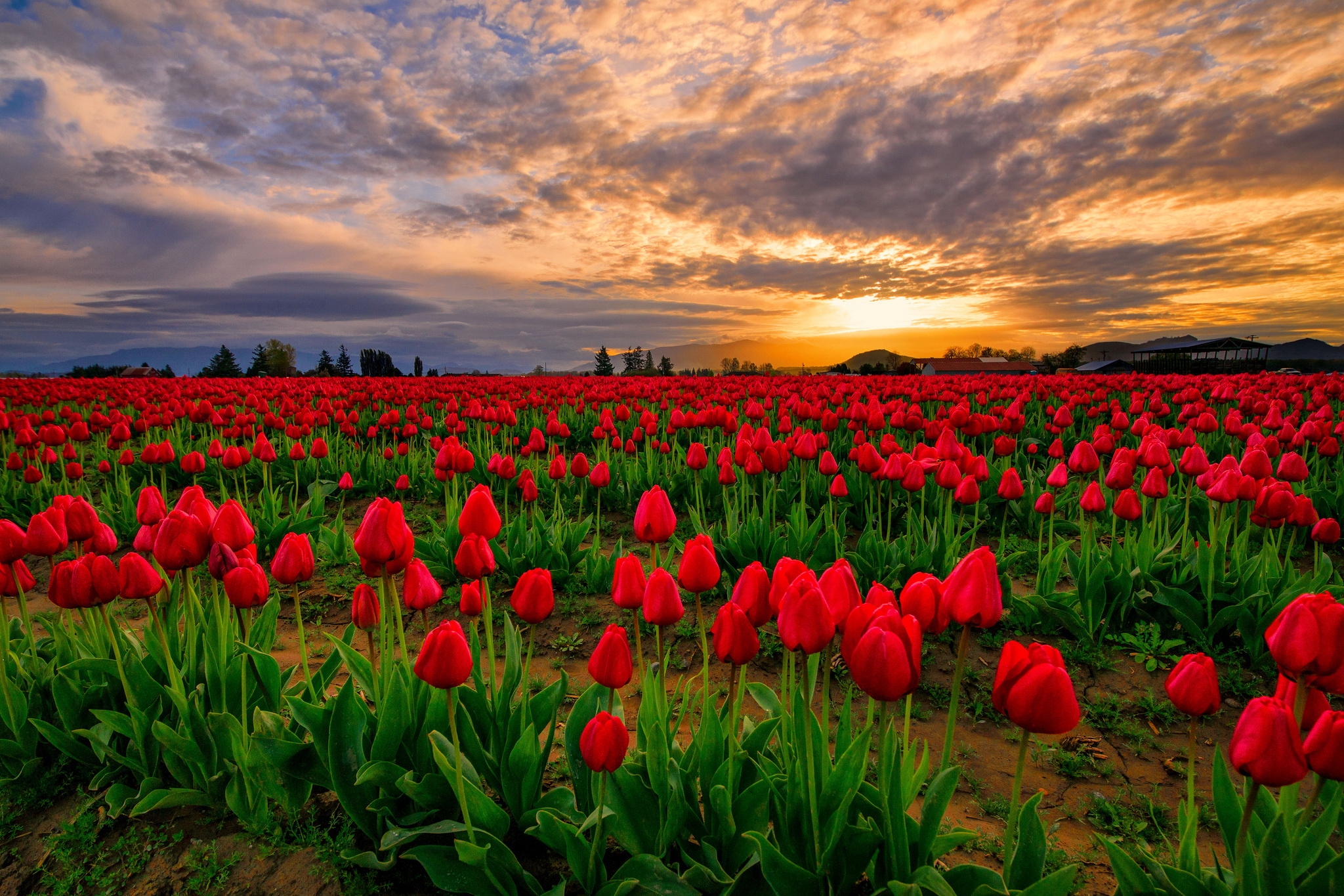 Laden Sie das Blumen, Blume, Feld, Tulpe, Himmel, Sonnenuntergang, Rote Blume, Erde/natur-Bild kostenlos auf Ihren PC-Desktop herunter