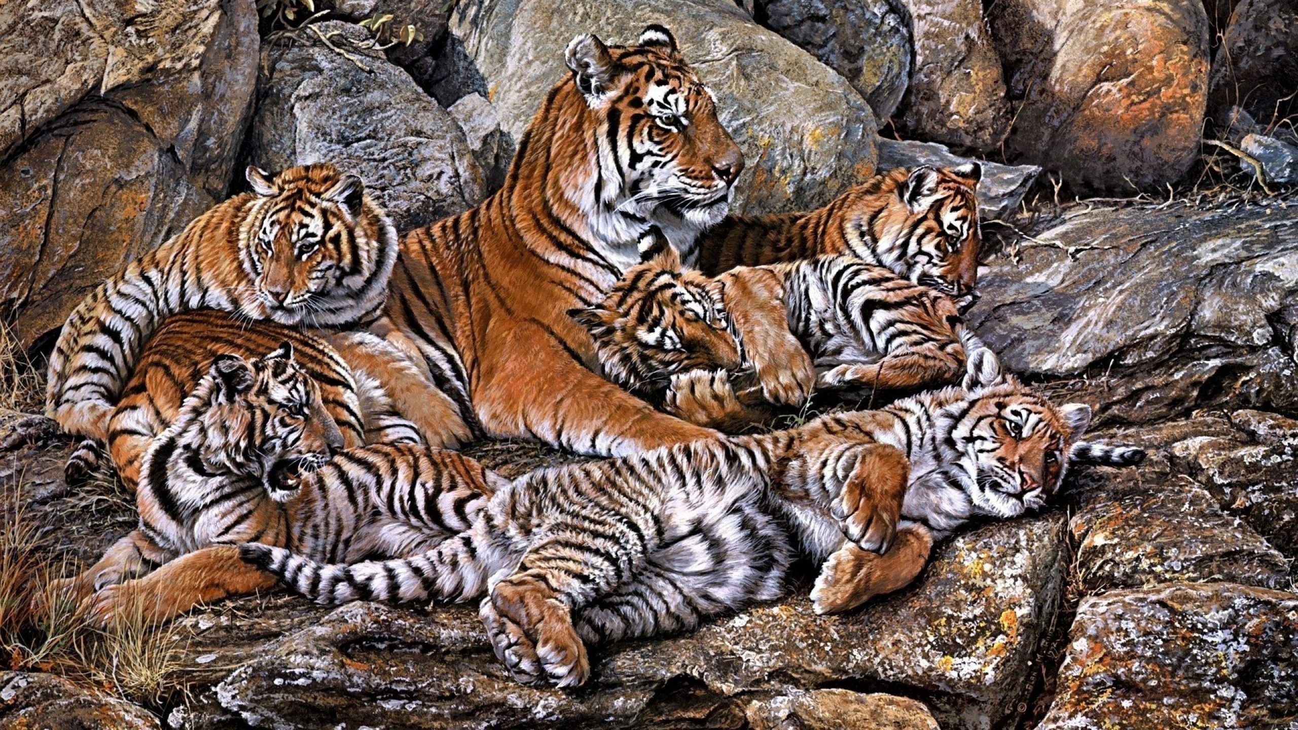 Handy-Wallpaper Hdr, Jung, Jungen, Raubtiere, Tigers, Tiere kostenlos herunterladen.