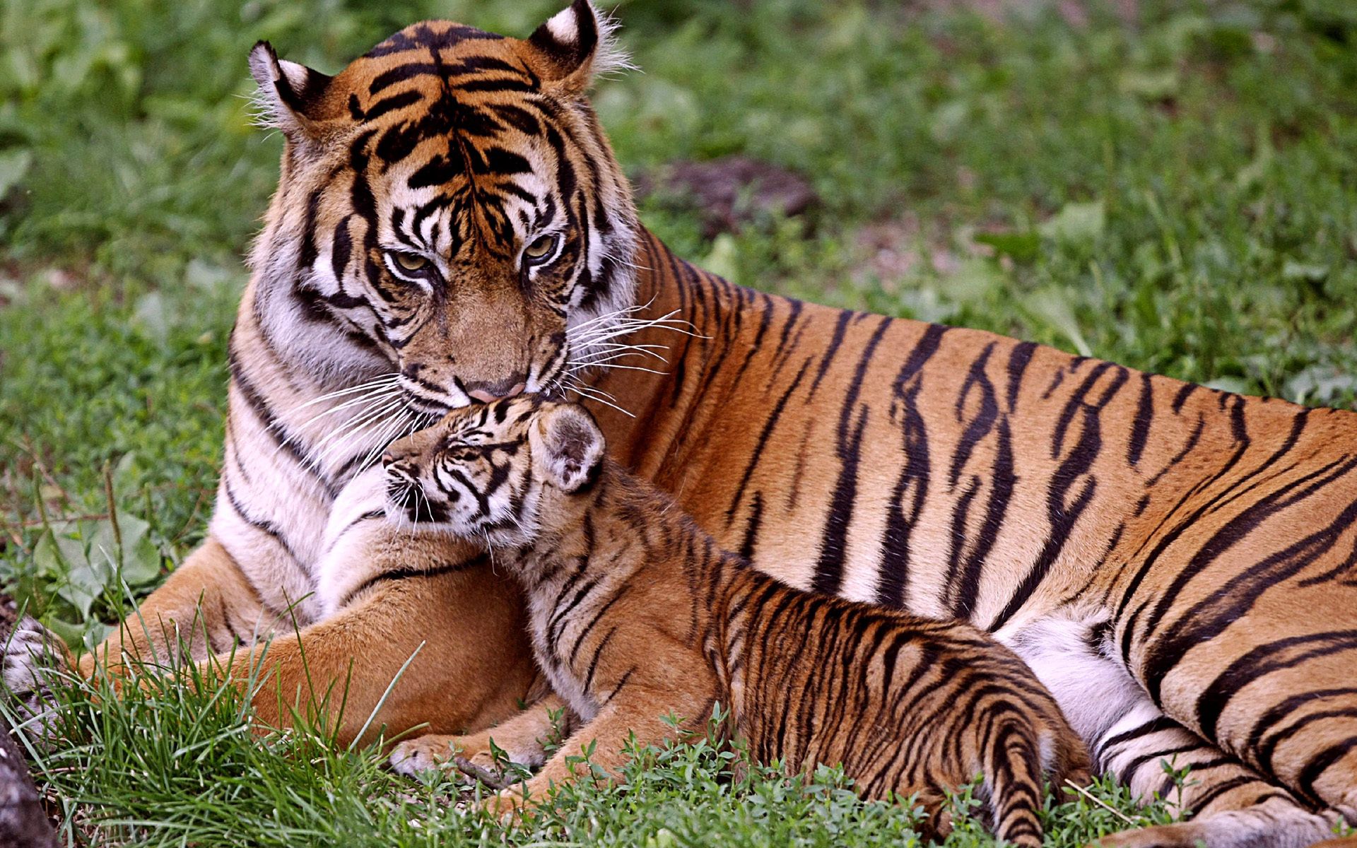 120641 Bild herunterladen tiger, tiere, grass, junge, sich hinlegen, liegen, pflege, joey, tigerjunges - Hintergrundbilder und Bildschirmschoner kostenlos