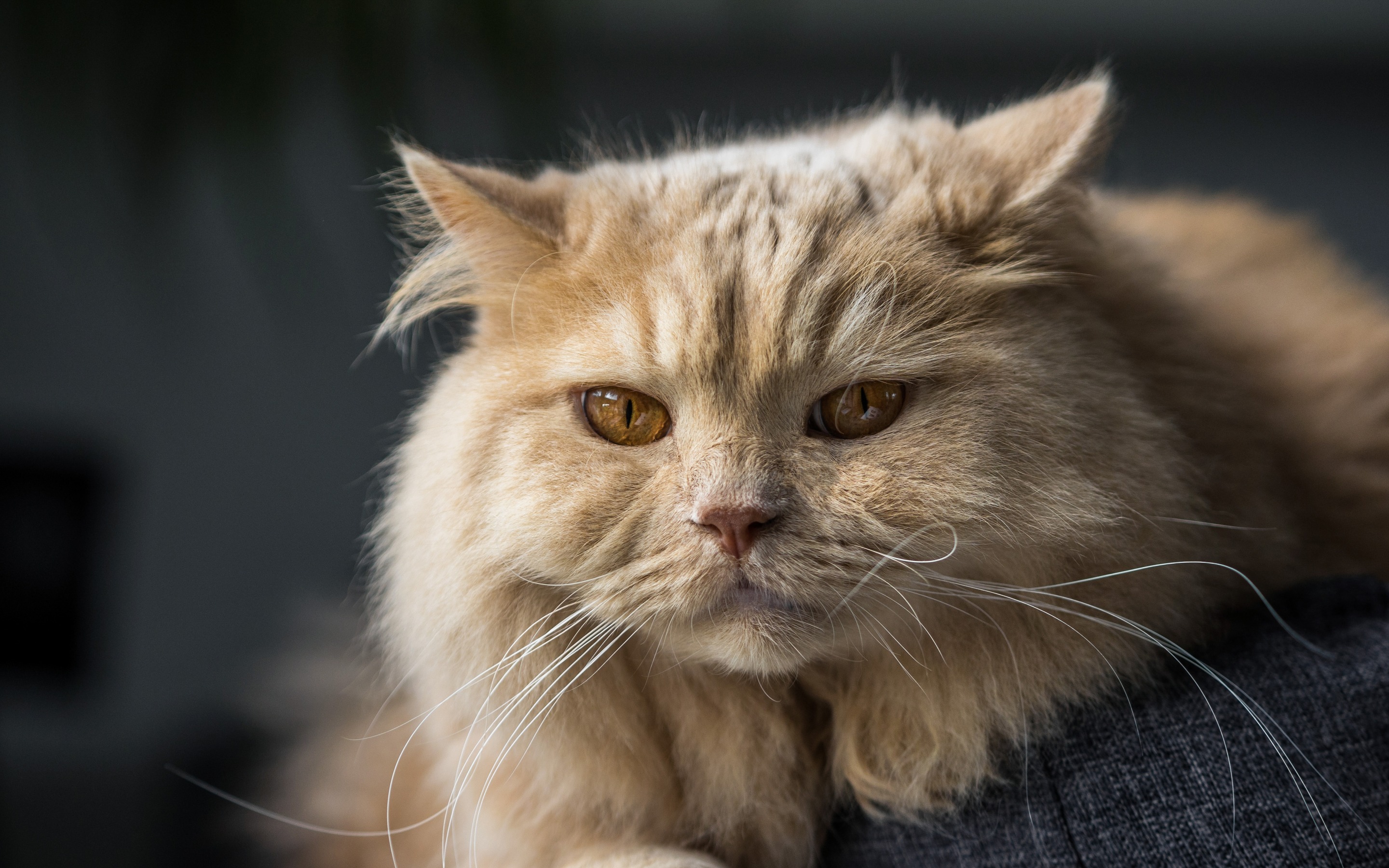 Baixar papel de parede para celular de Animais, Gatos, Gato gratuito.