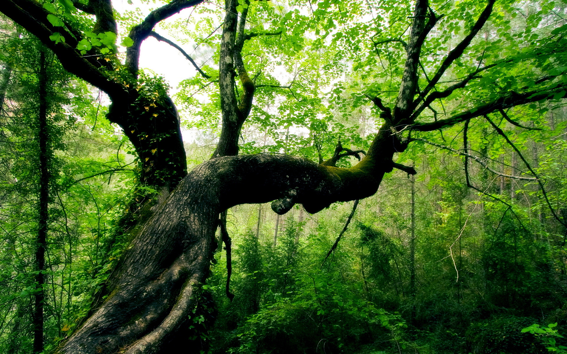 Скачать картинку Деревья, Зеленый, Дерево, Лес, Природа, Земля/природа в телефон бесплатно.