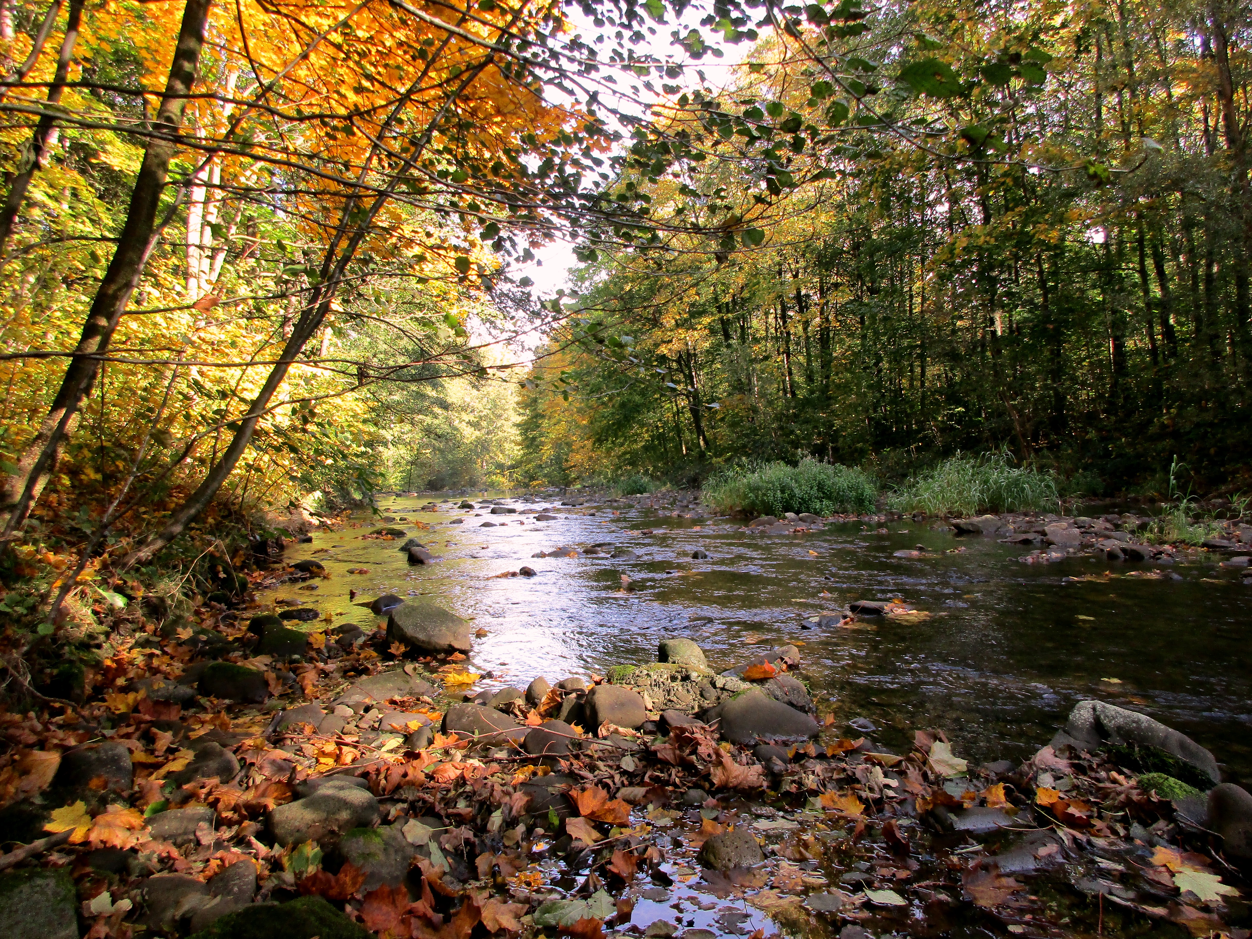 Скачать картинку Вода, Река, Осень, Дерево, Листва, Земля/природа в телефон бесплатно.