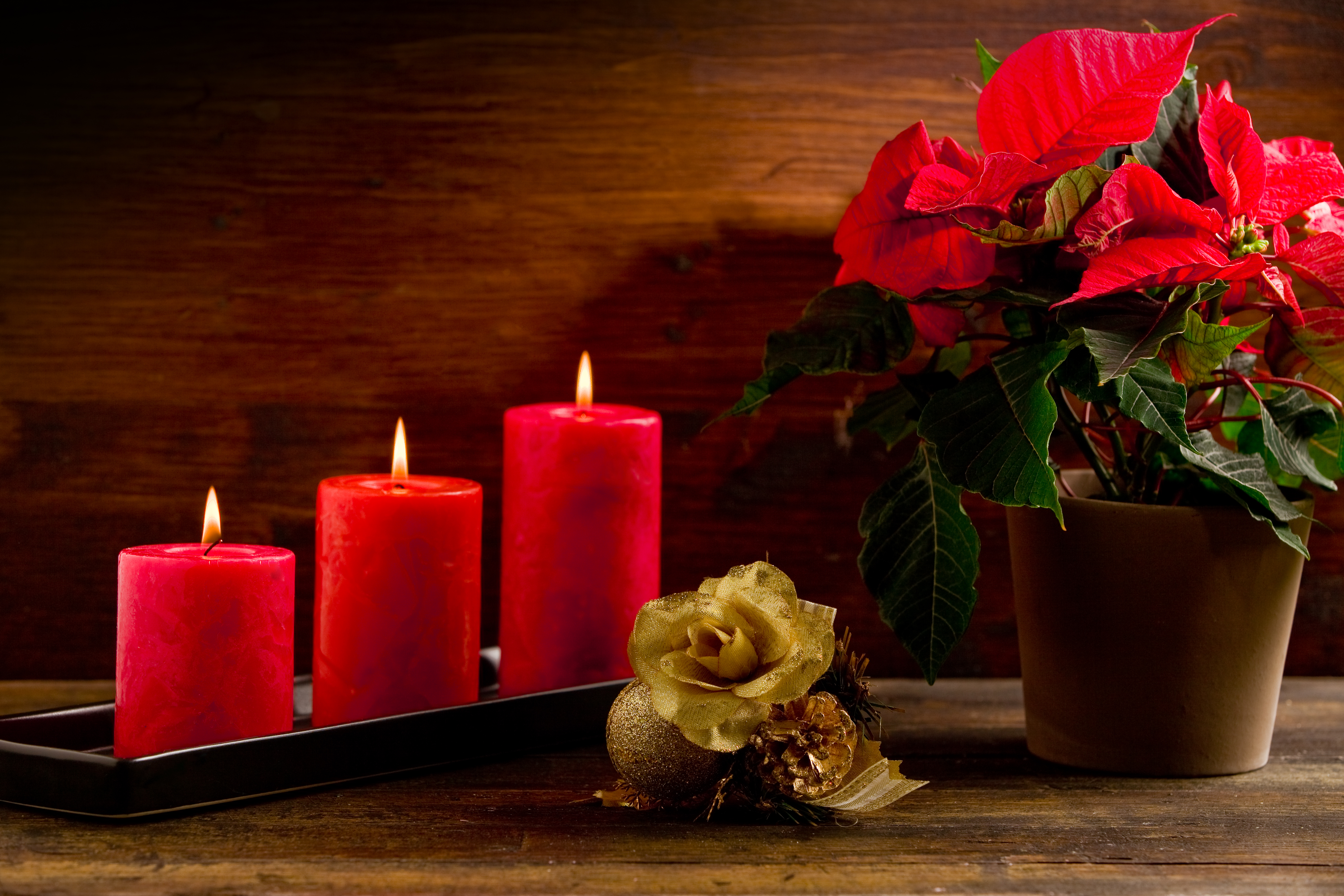 PCデスクトップに装飾, クリスマス, キャンドル, 花, 工場, 薔薇, ホリデー画像を無料でダウンロード