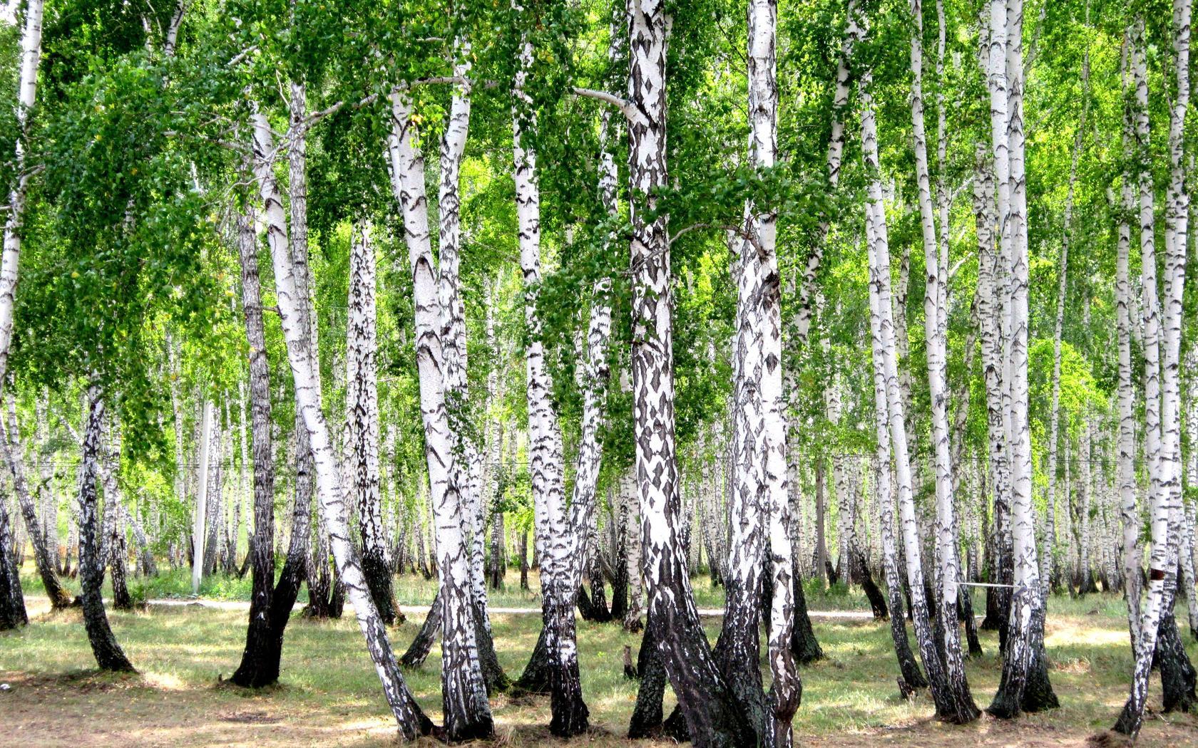 Download mobile wallpaper Trees, Landscape for free.