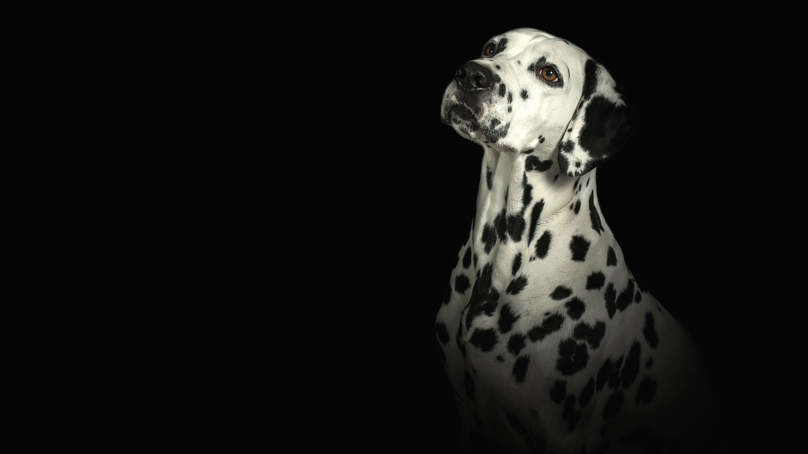 Download mobile wallpaper Dogs, Dog, Animal, Dalmatian, Portrait for free.