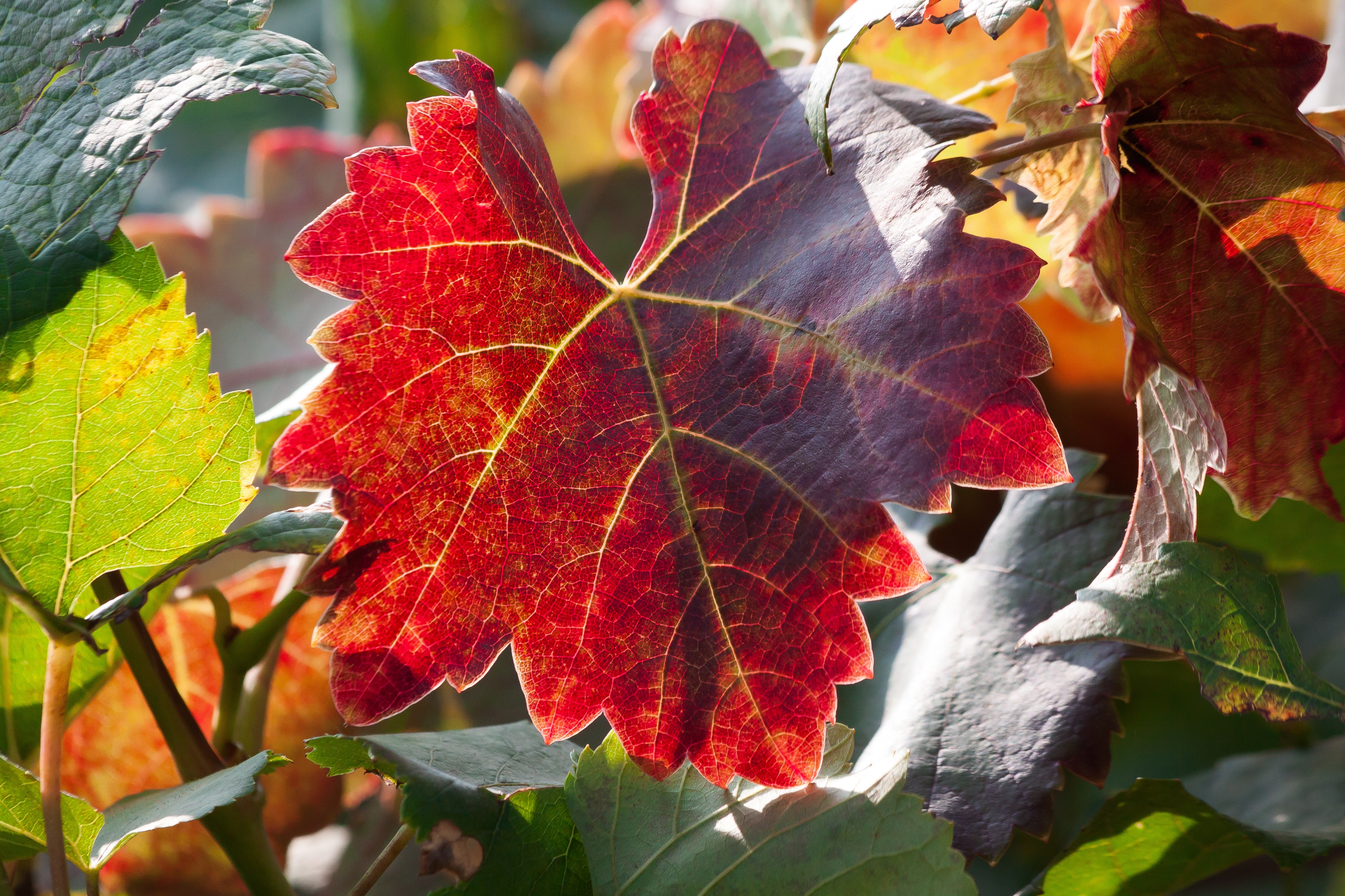 無料モバイル壁紙シート, 自然, 葉, ブランチ, 枝, 秋, 葡萄をダウンロードします。
