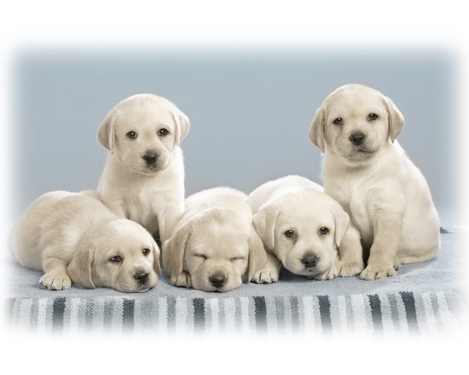 Free download wallpaper Dogs, Dog, Animal on your PC desktop