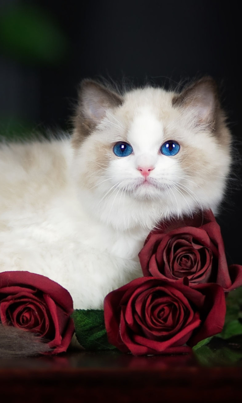 無料モバイル壁紙動物, ネコ, 猫, 薔薇, 赤いバラ, ラグドールをダウンロードします。