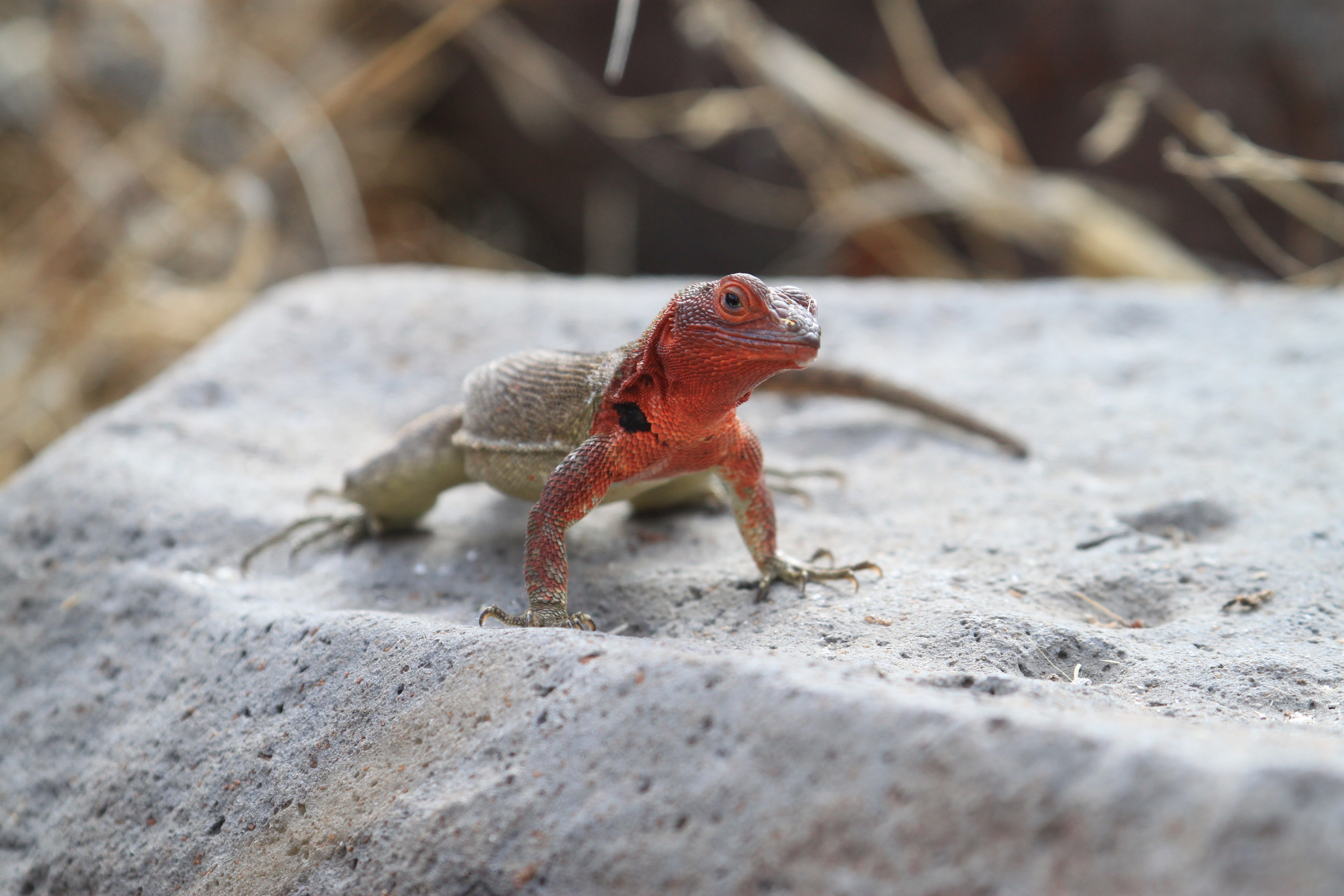 Descarga gratuita de fondo de pantalla para móvil de Animales, Lagarto, Reptil, Reptiles.