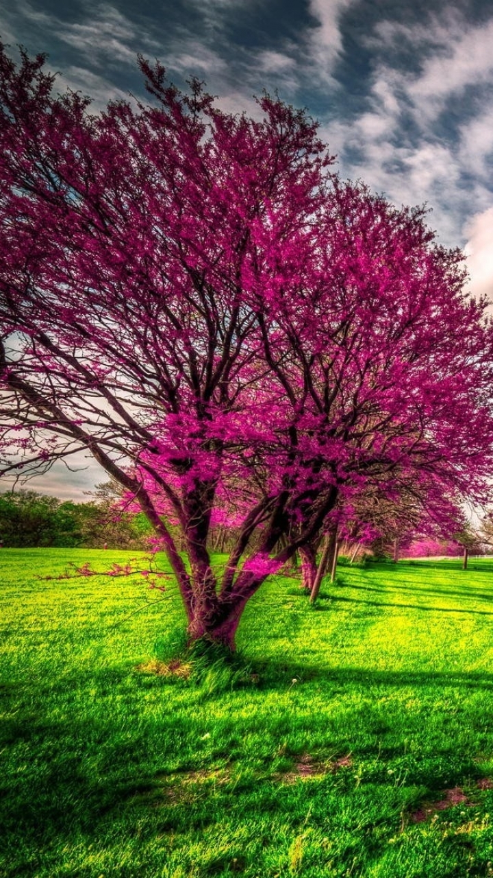 Download mobile wallpaper Sky, Tree, House, Earth, Spring, Cloud, Blossom for free.