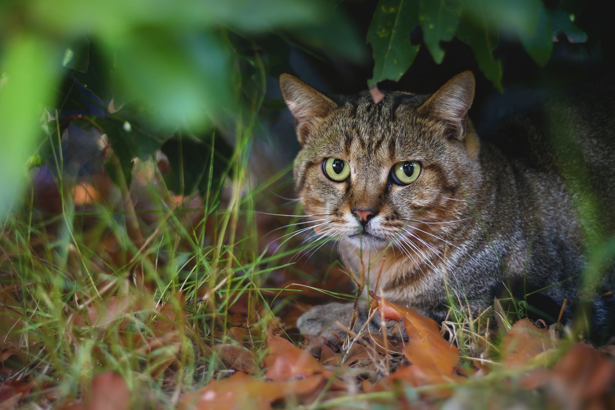 PCデスクトップに動物, ネコ, 猫, 見詰める画像を無料でダウンロード