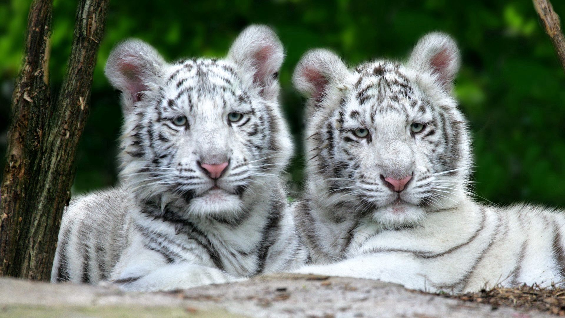 146988 Hintergrundbild herunterladen tiere, raubtier, tigers, paar, sich hinlegen, liegen, gestreift, predator, albino - Bildschirmschoner und Bilder kostenlos