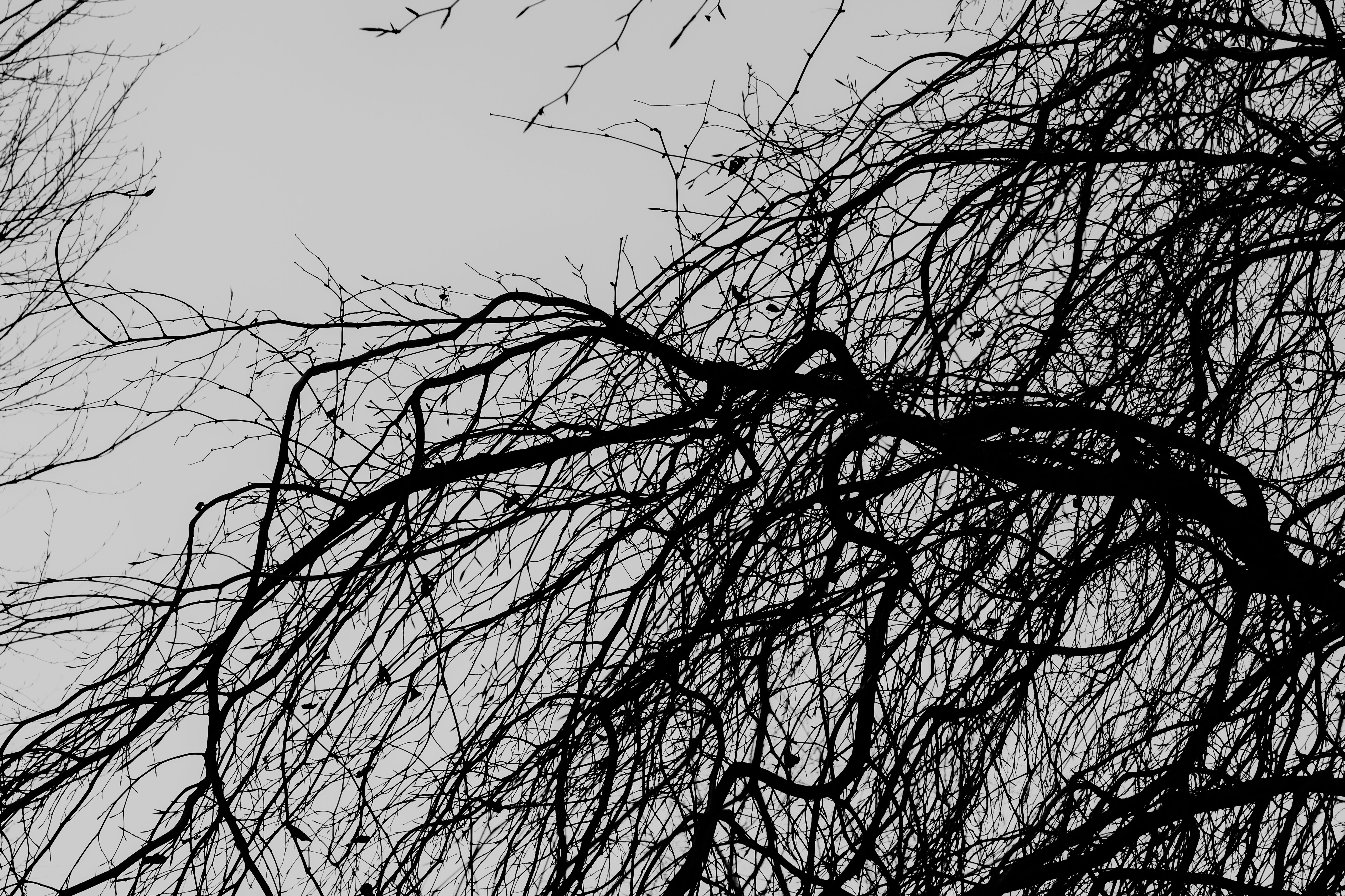 Download mobile wallpaper Branches, Trees, Chb, Nature, Bw for free.
