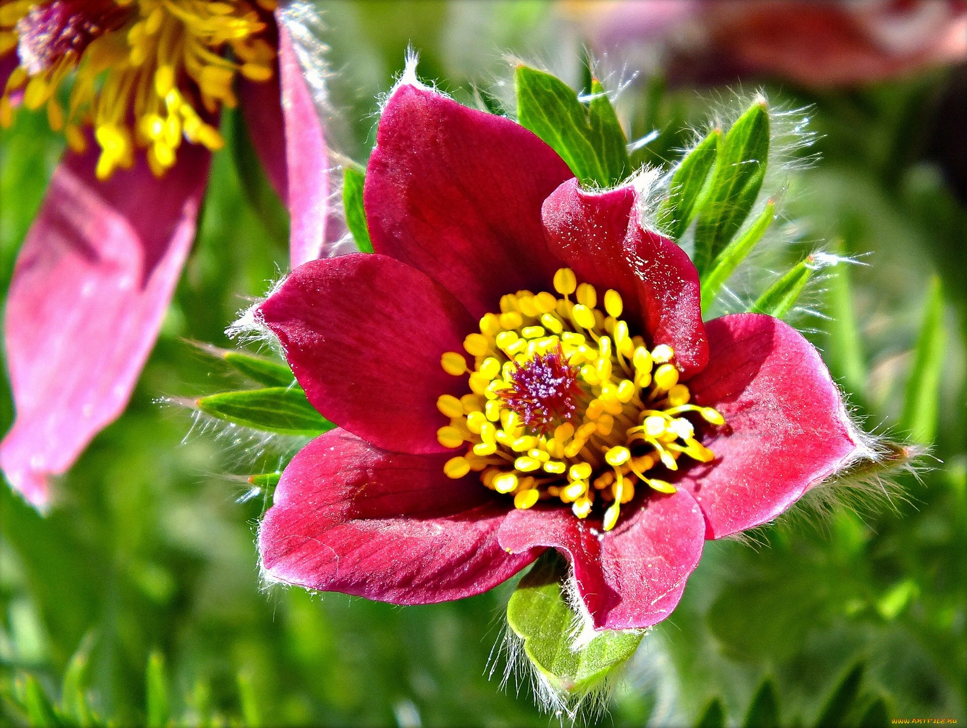 Téléchargez des papiers peints mobile Fleurs, Fleur, Terre/nature gratuitement.