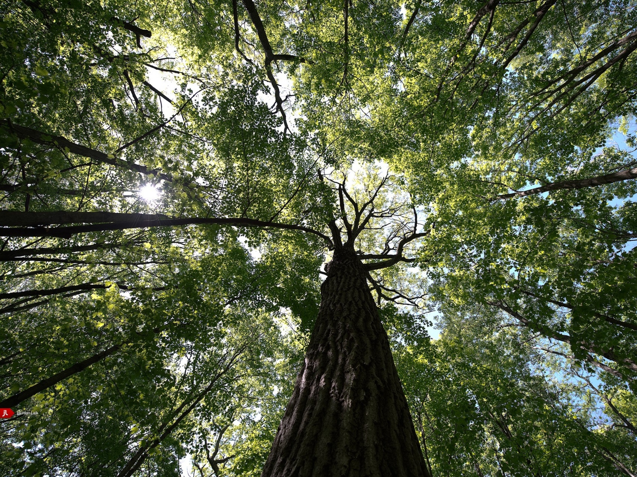 Скачати мобільні шпалери Дерева, Дерево, Земля безкоштовно.