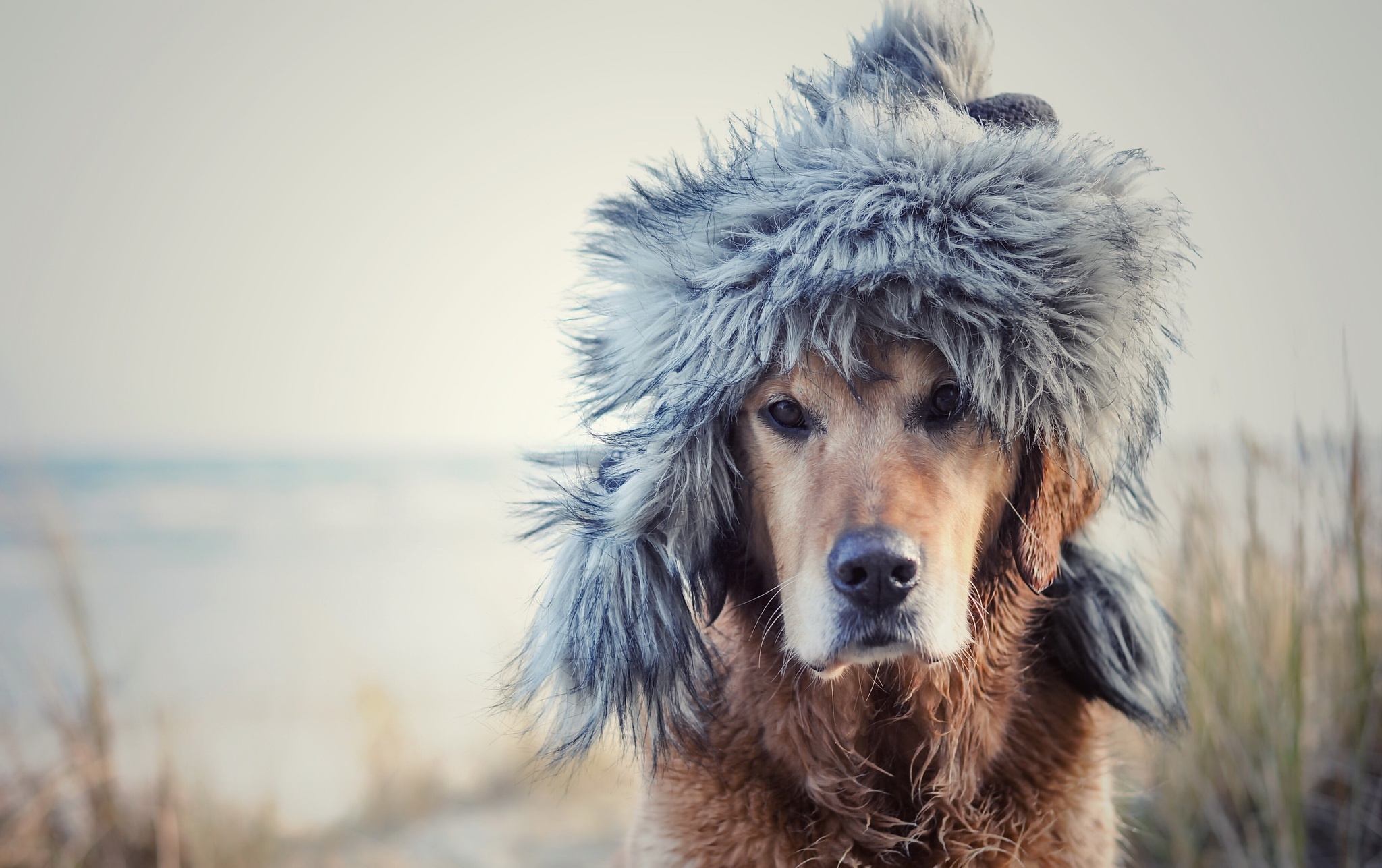 Download mobile wallpaper Dogs, Dog, Animal, Golden Retriever, Hat, Depth Of Field for free.