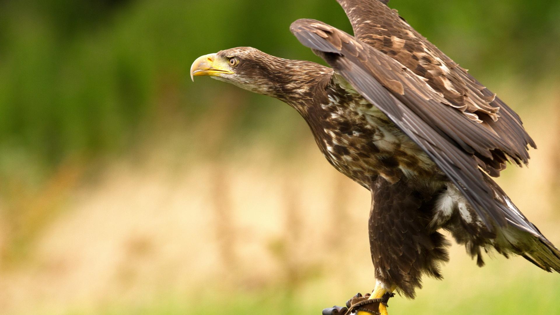 Descarga gratuita de fondo de pantalla para móvil de Animales, Águila, Aves.