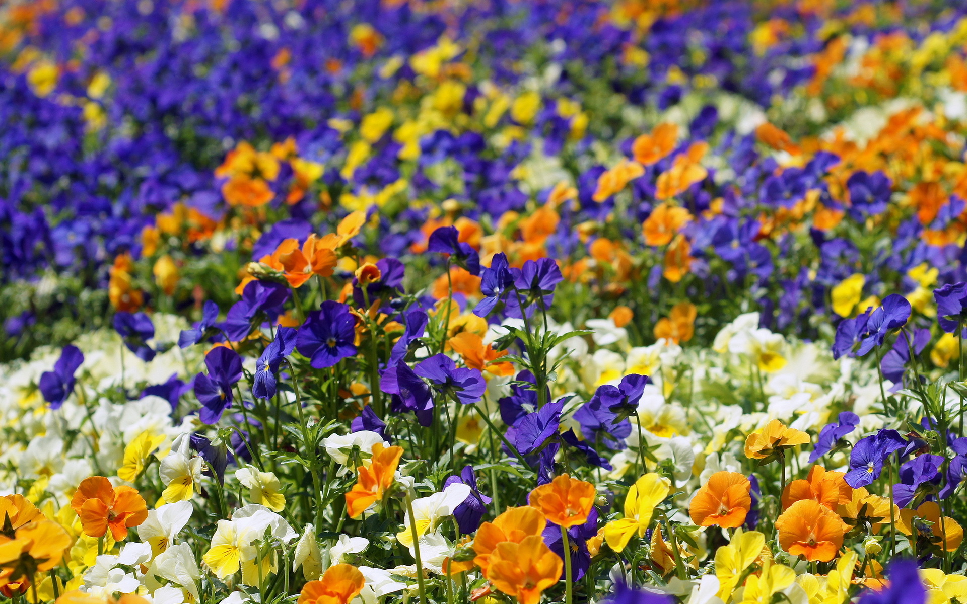 Handy-Wallpaper Natur, Blumen, Stiefmütterchen, Blume, Weiße Blume, Lila Blume, Erde/natur, Orangene Blume kostenlos herunterladen.