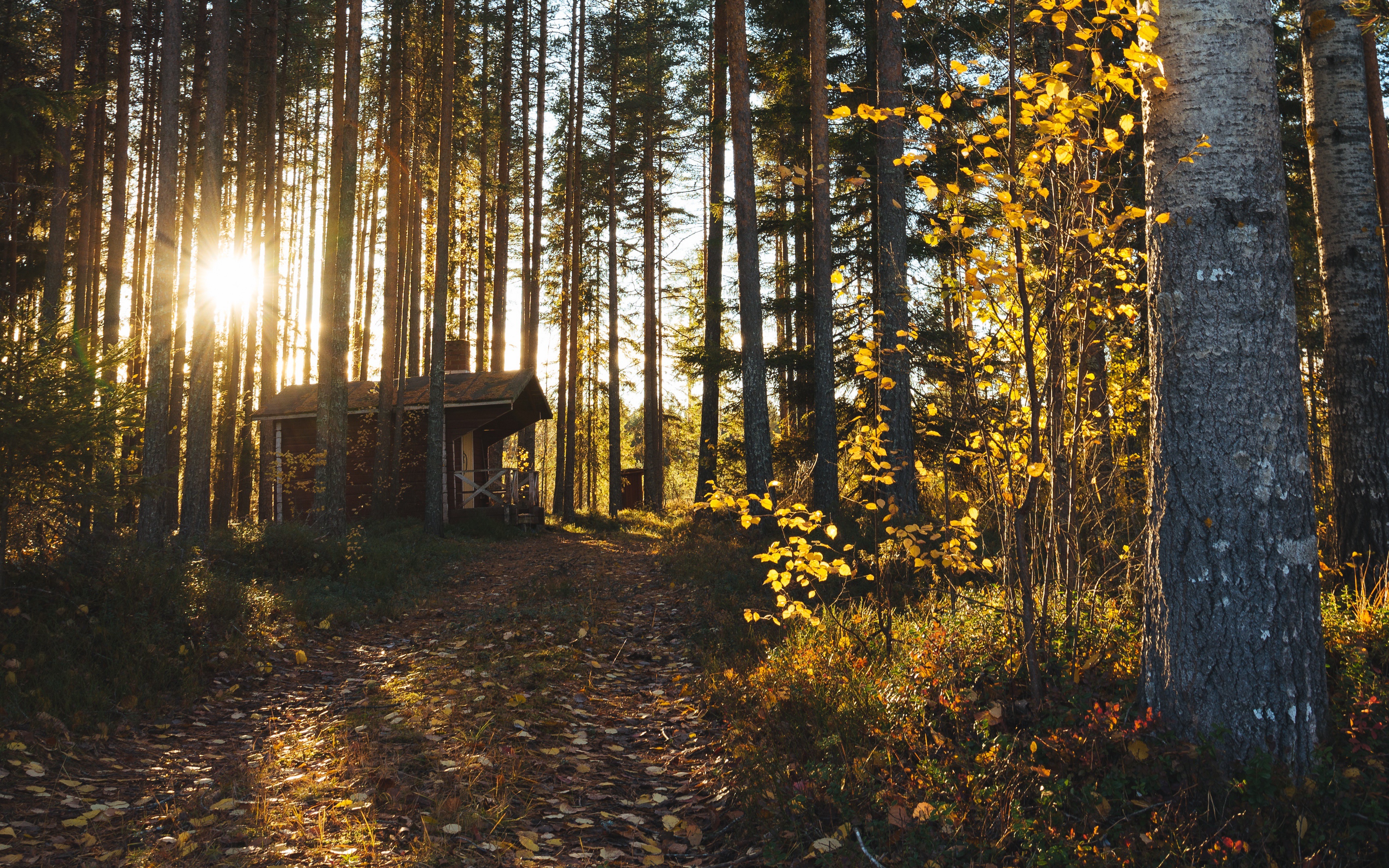 Download mobile wallpaper Forest, Fall, Cabin, Sunbeam, Man Made for free.