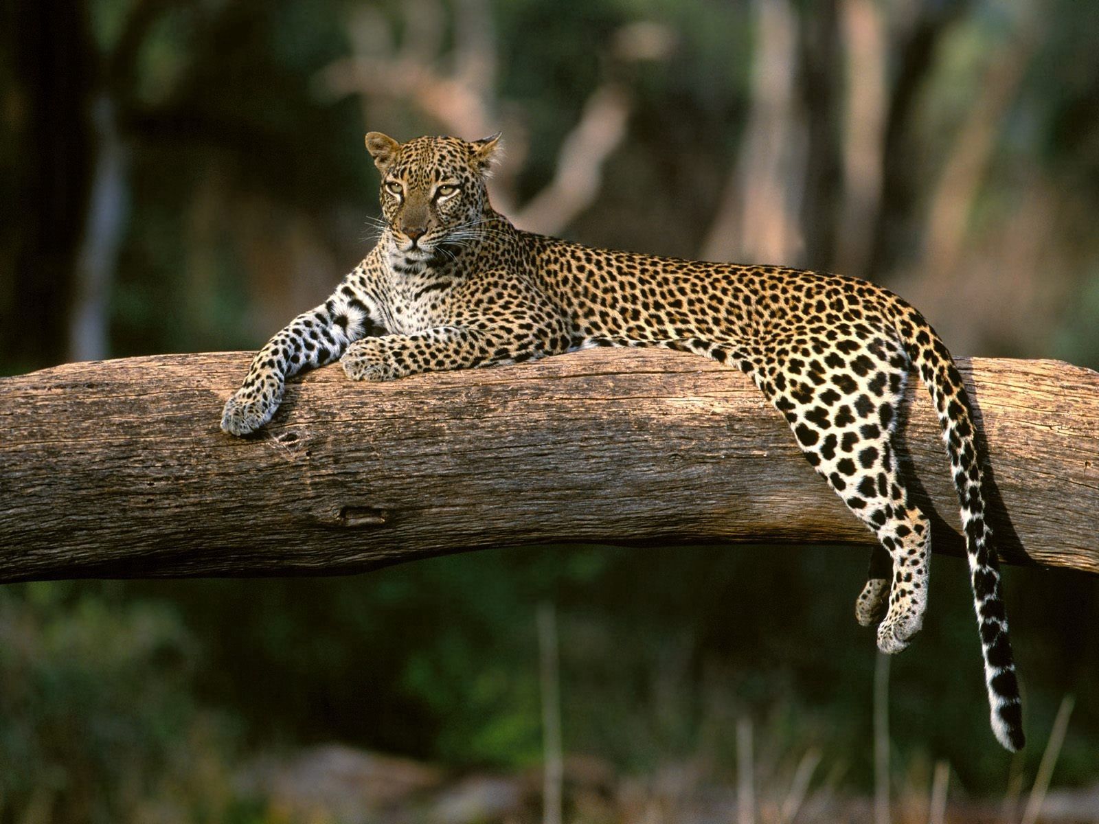 98664 descargar imagen leopardo, gato grande, animales, madera, tumbarse, mentir, árbol, depredador: fondos de pantalla y protectores de pantalla gratis