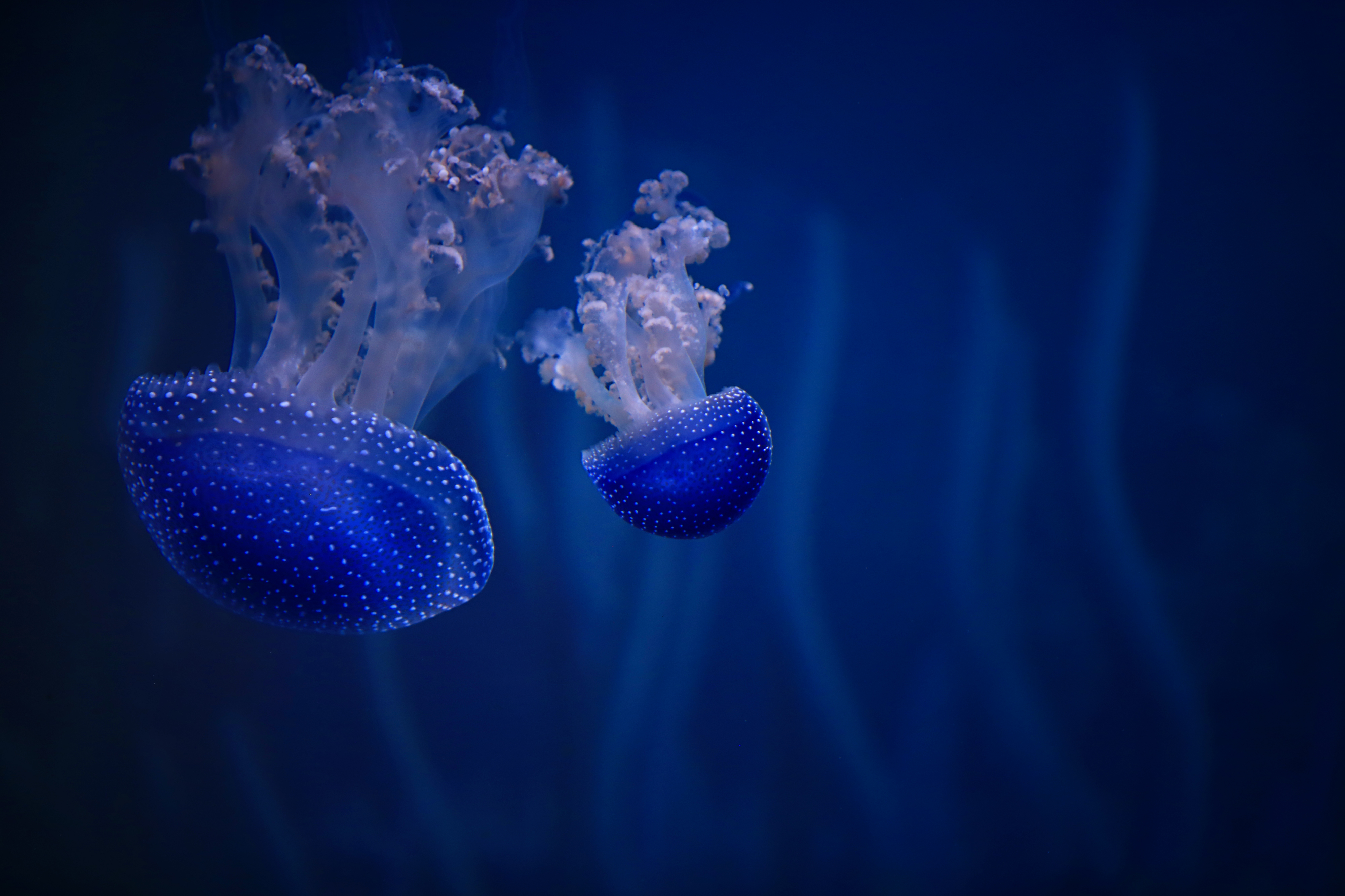 Download mobile wallpaper Jellyfish, Fishes, Animal, Underwater for free.