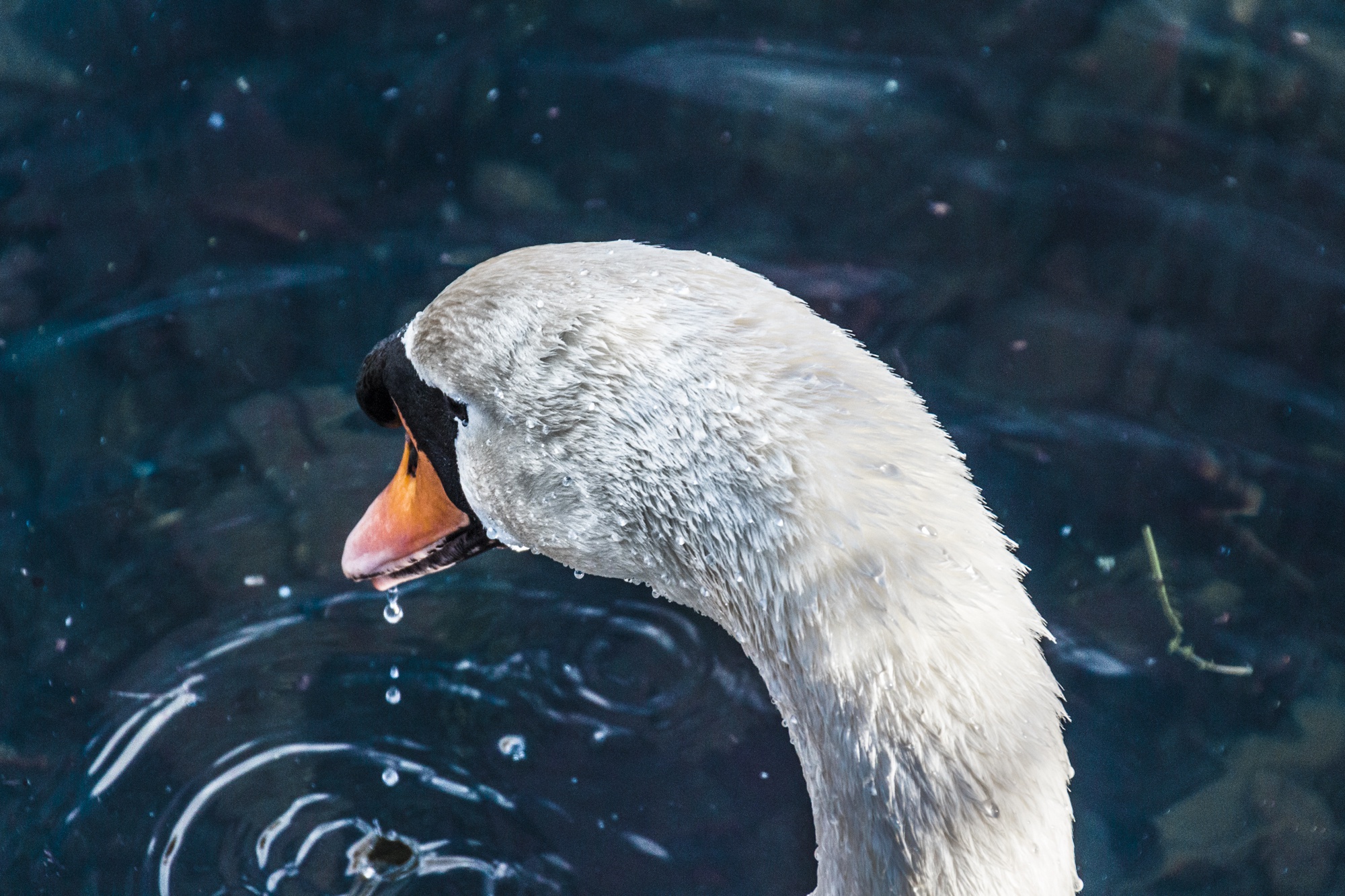 Free download wallpaper Birds, Water, Bird, Close Up, Animal, Swan, Mute Swan on your PC desktop