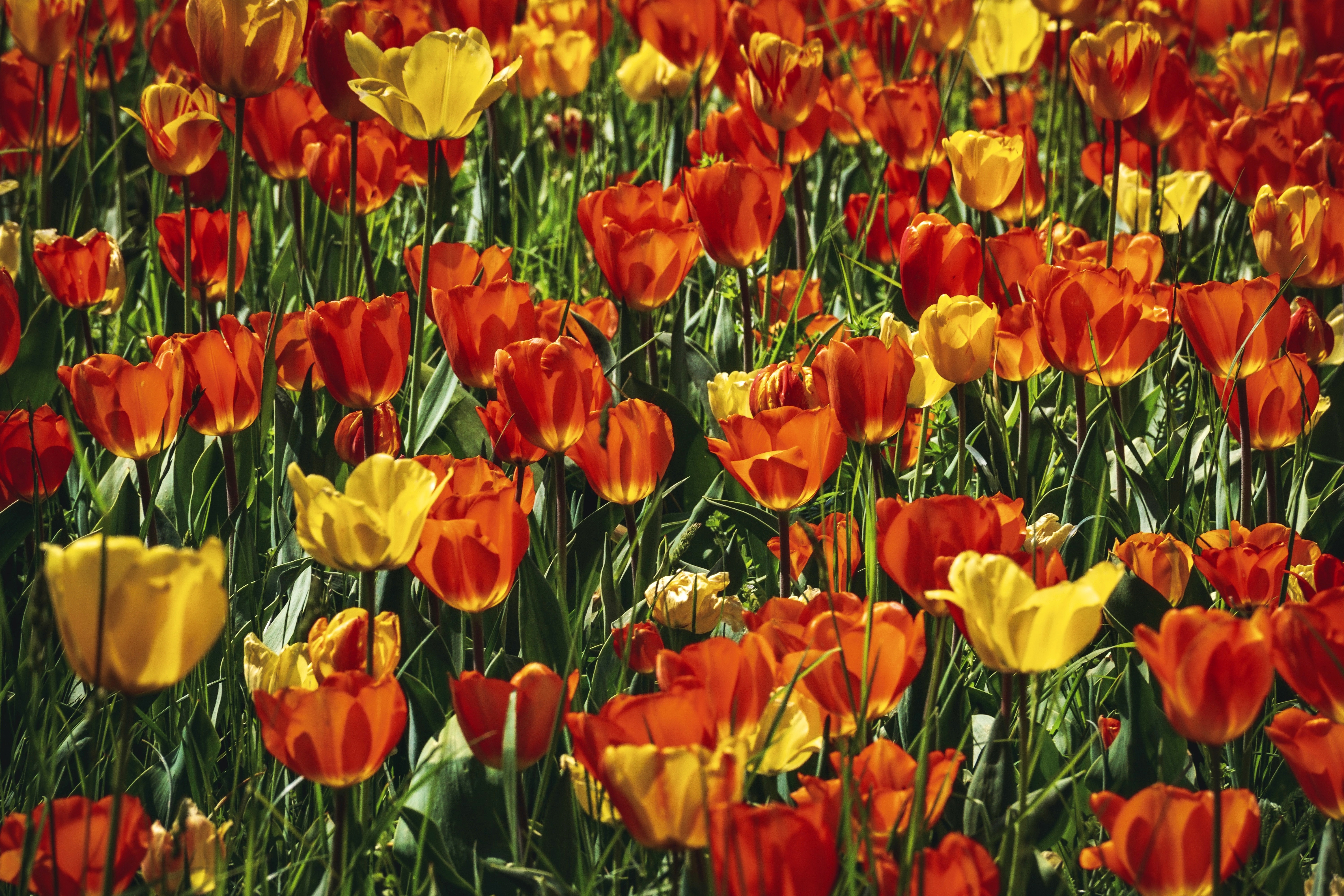 Handy-Wallpaper Natur, Blumen, Sommer, Blume, Tulpe, Gelbe Blume, Rote Blume, Erde/natur kostenlos herunterladen.