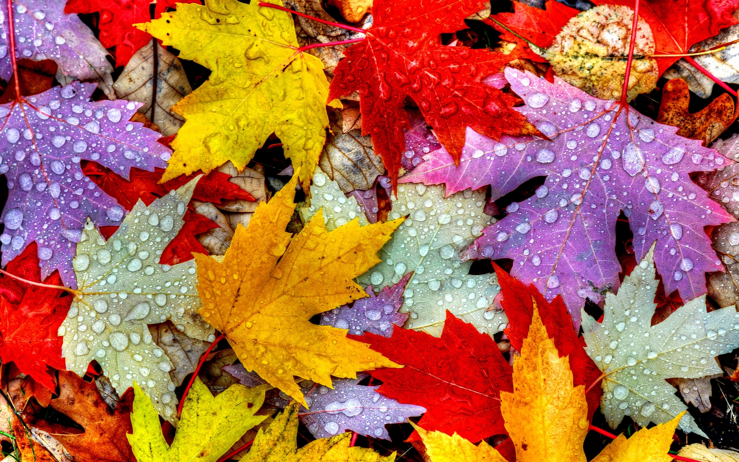 Скачать обои бесплатно Осень, Капли, Лист, Красочный, Земля/природа картинка на рабочий стол ПК