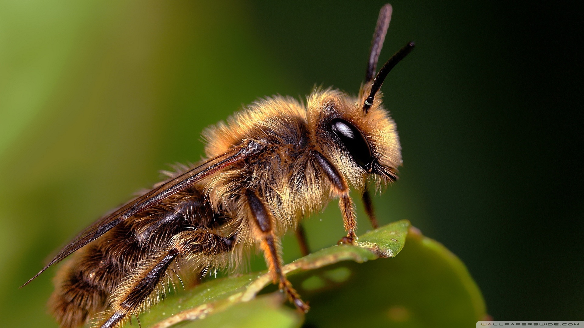 Laden Sie das Tiere, Biene-Bild kostenlos auf Ihren PC-Desktop herunter