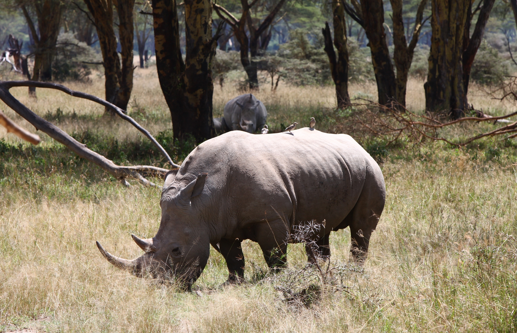 rhinoceros, animals, trees, grass, forest, drought