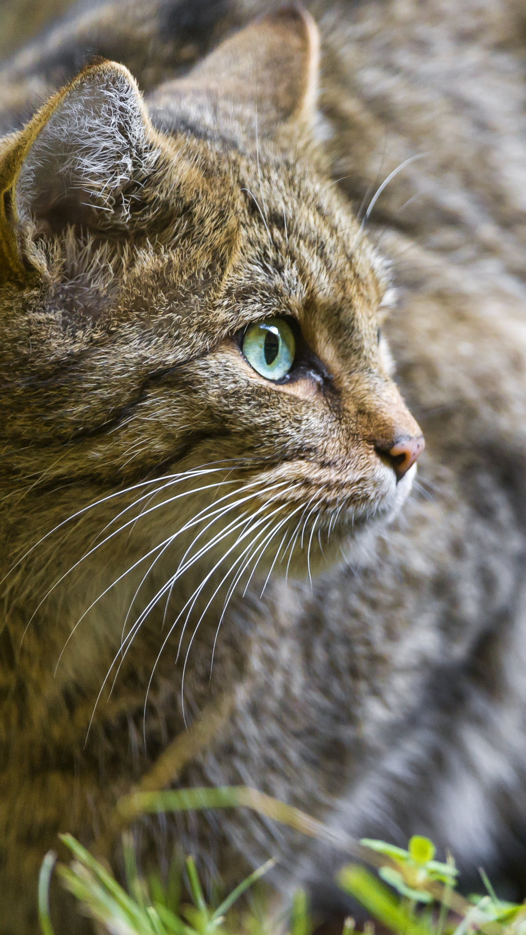 Download mobile wallpaper Cat, Animal, Wildcat for free.