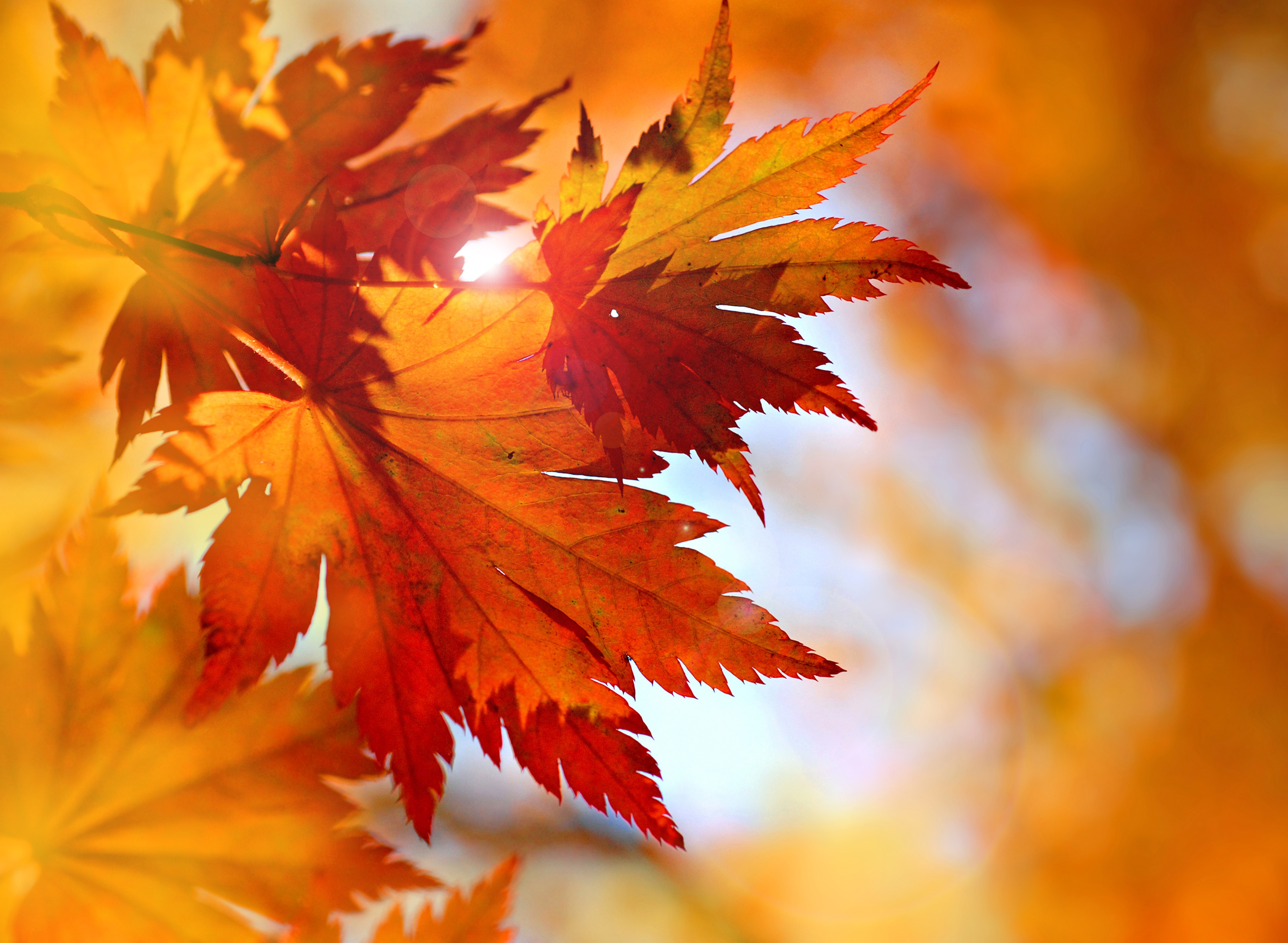 737303 скачать картинку осень, кленовый лист, земля/природа, лист, крупный план - обои и заставки бесплатно