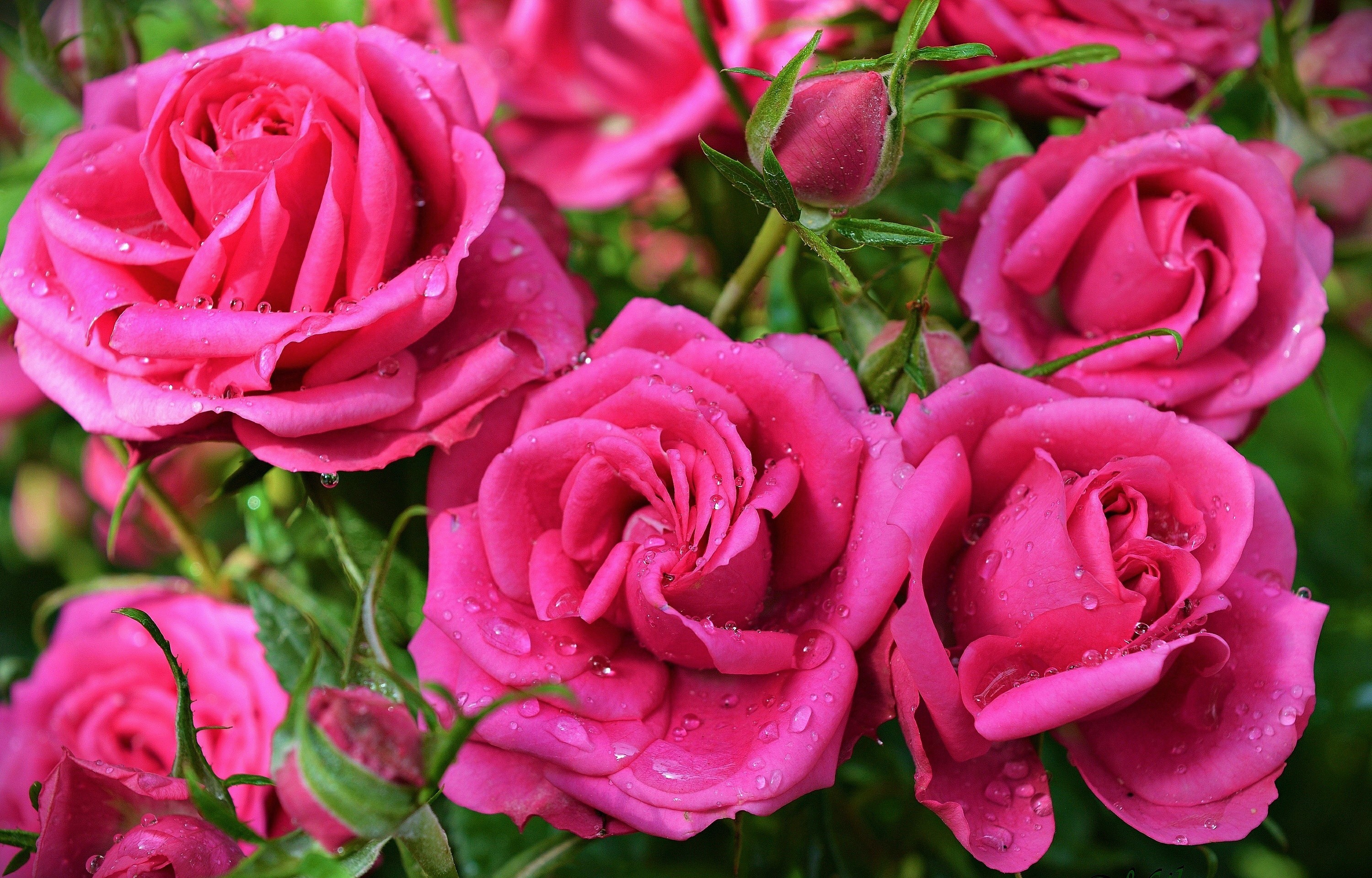 Завантажити шпалери безкоштовно Квітка, Роза, Земля, Рожева Квітка, Флауерзи картинка на робочий стіл ПК
